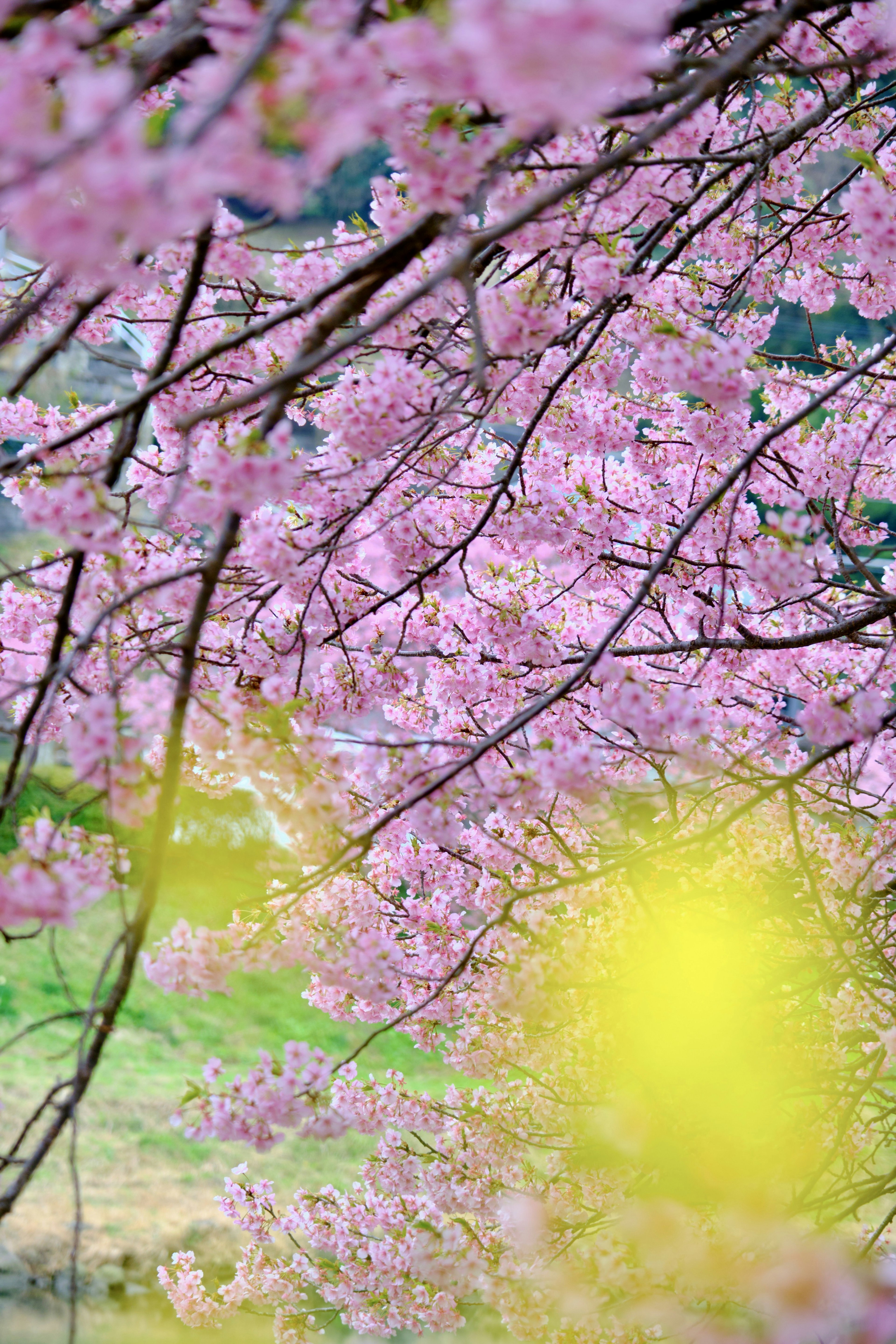 Close-up cabang bunga sakura dengan bunga merah muda dan latar belakang hijau