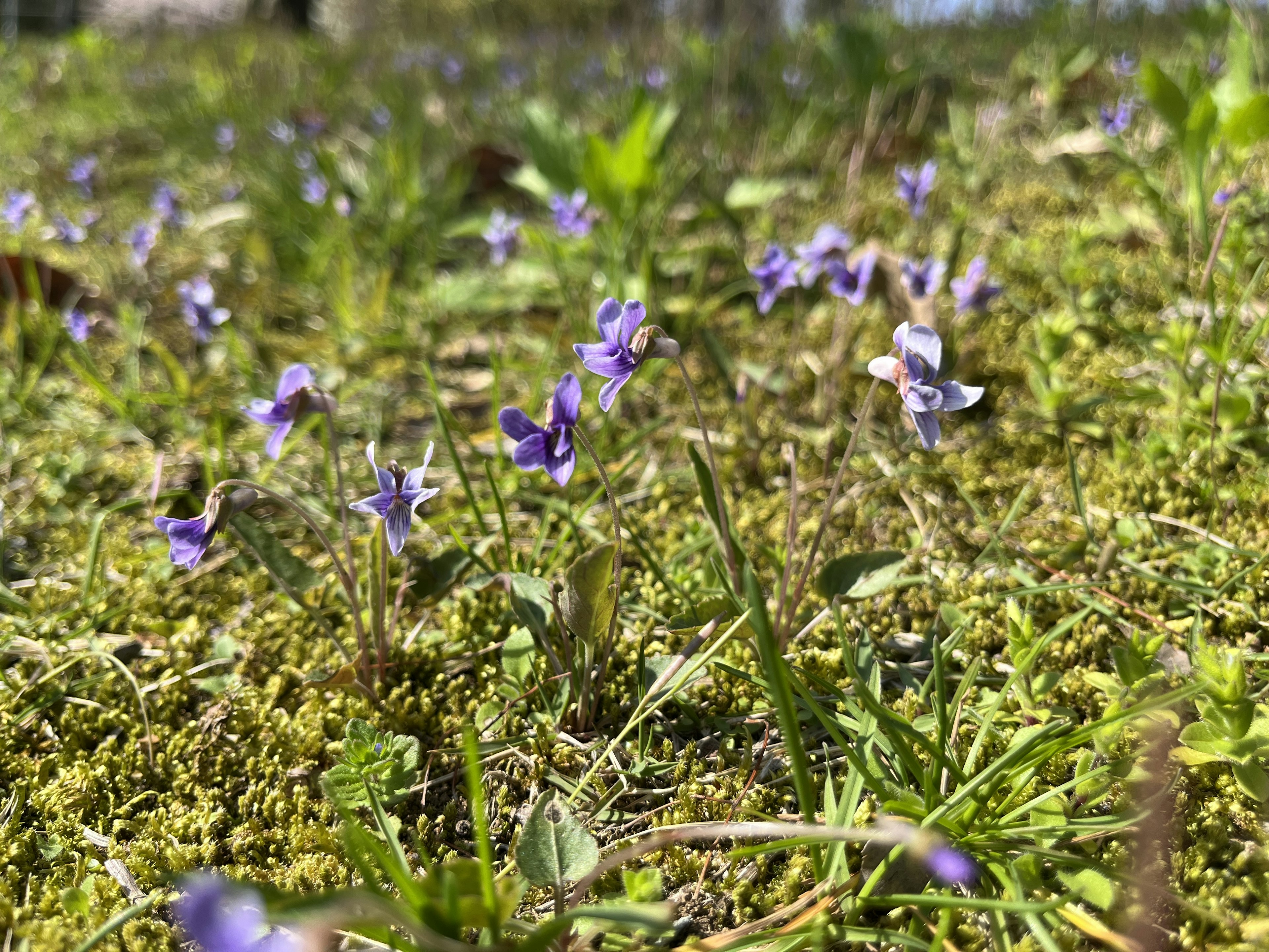 Kedekatan bunga ungu kecil yang mekar di atas rumput hijau