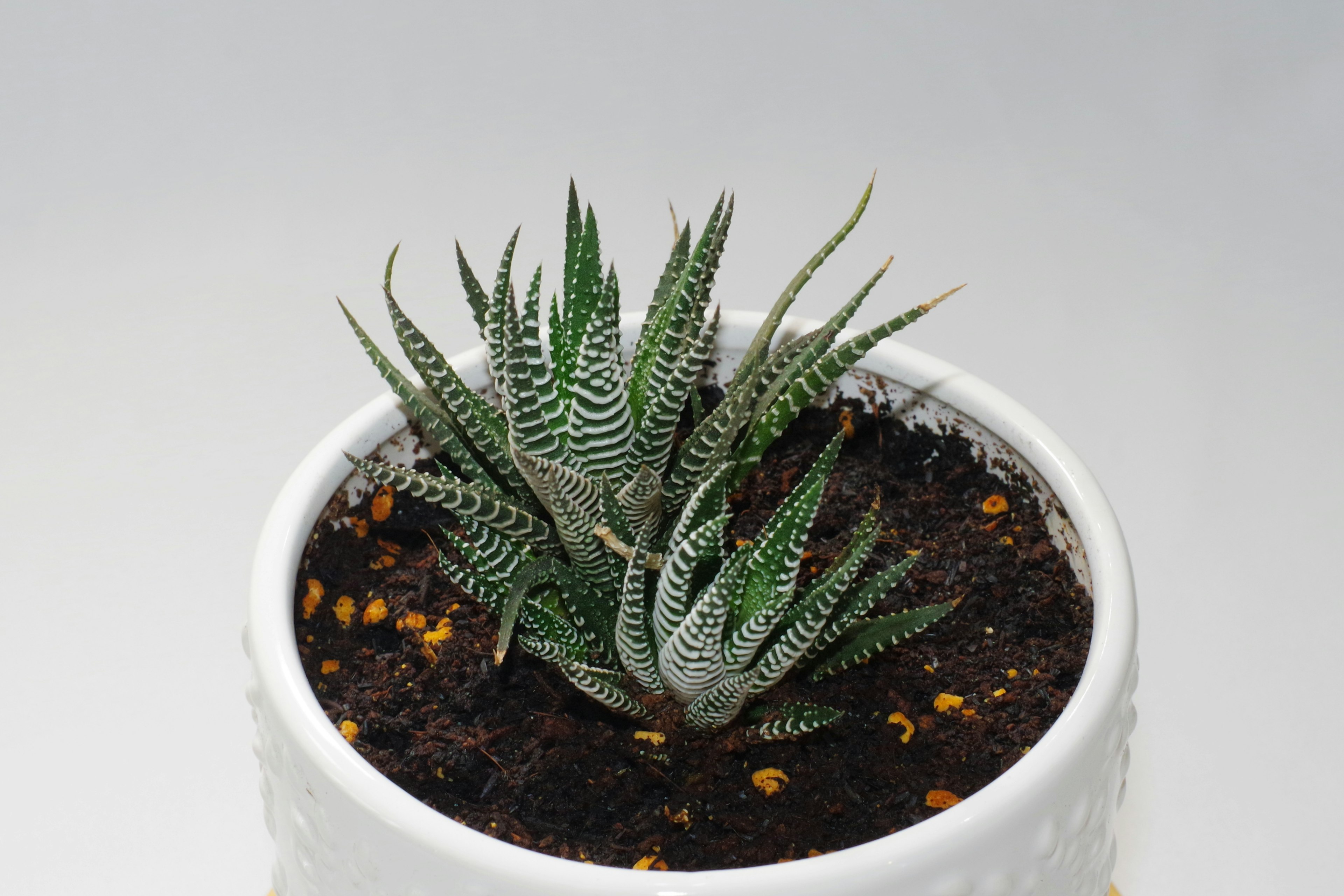 Close-up of a succulent plant in a white pot featuring green leaves with white stripes