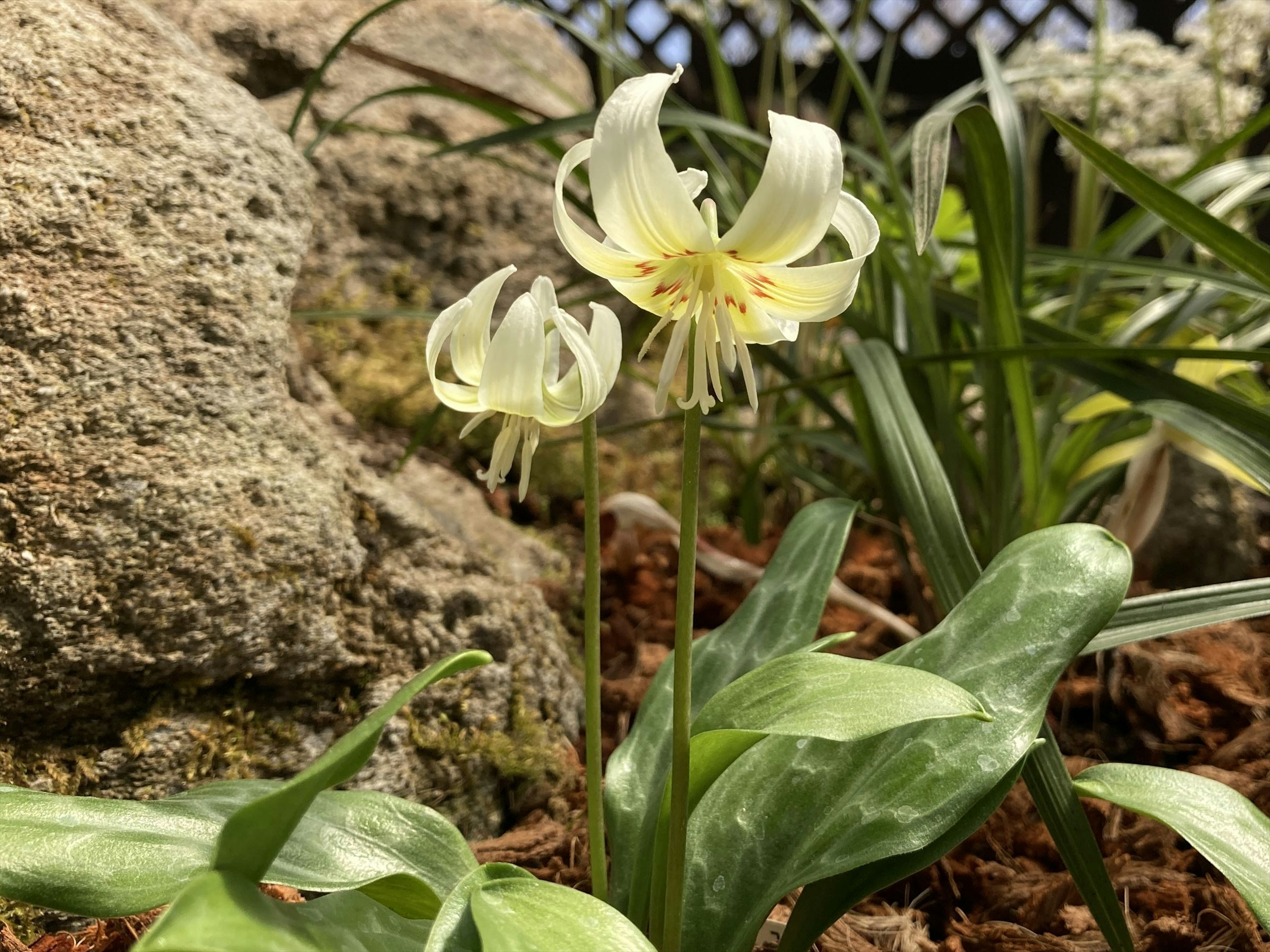 A unique plant featuring yellow flowers blooming among green leaves