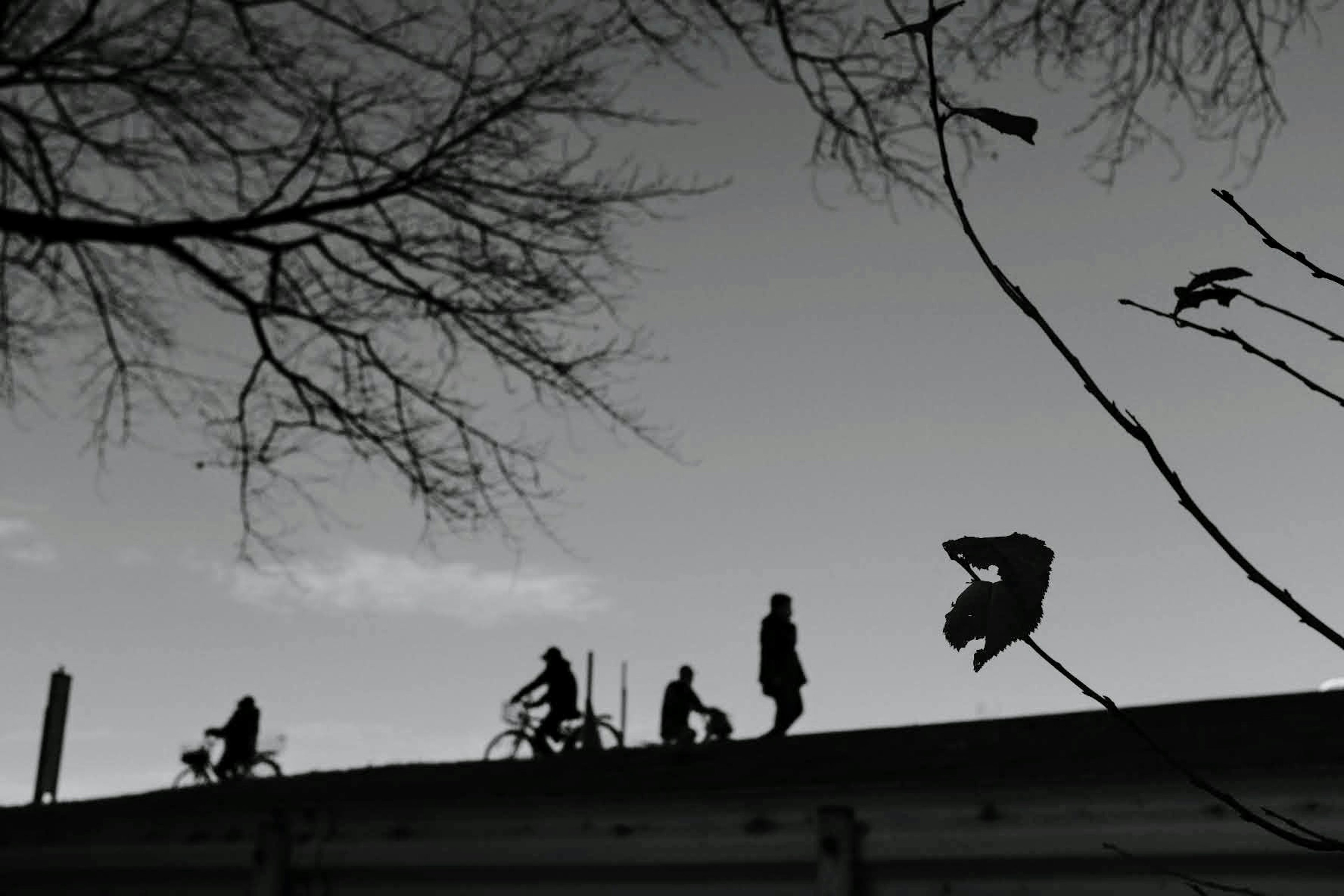 Silhouettes of people walking and cycling on a rooftop against a black and white backdrop with tree branches