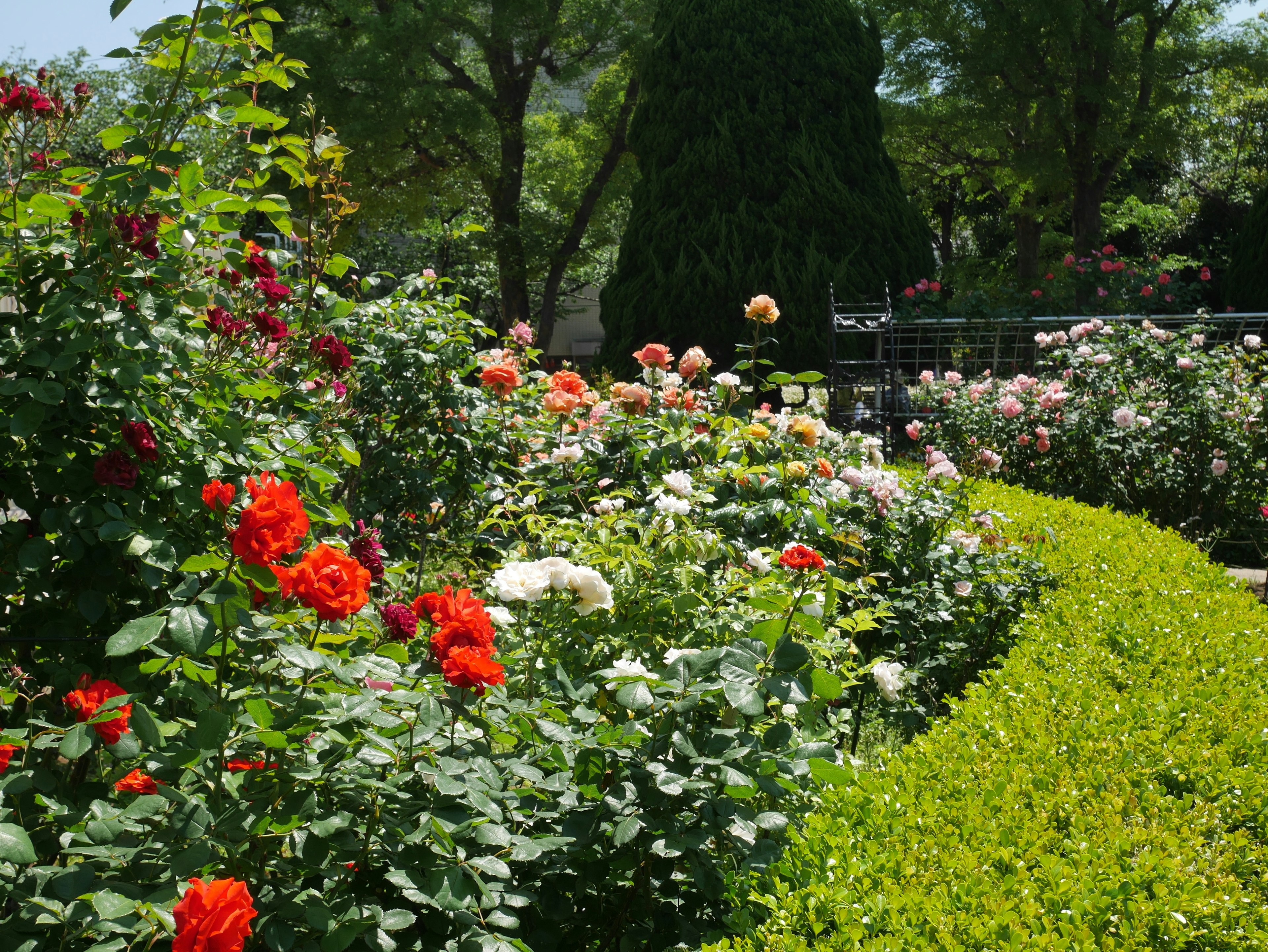 Bellissimo scenario di giardino con rose colorate in fiore