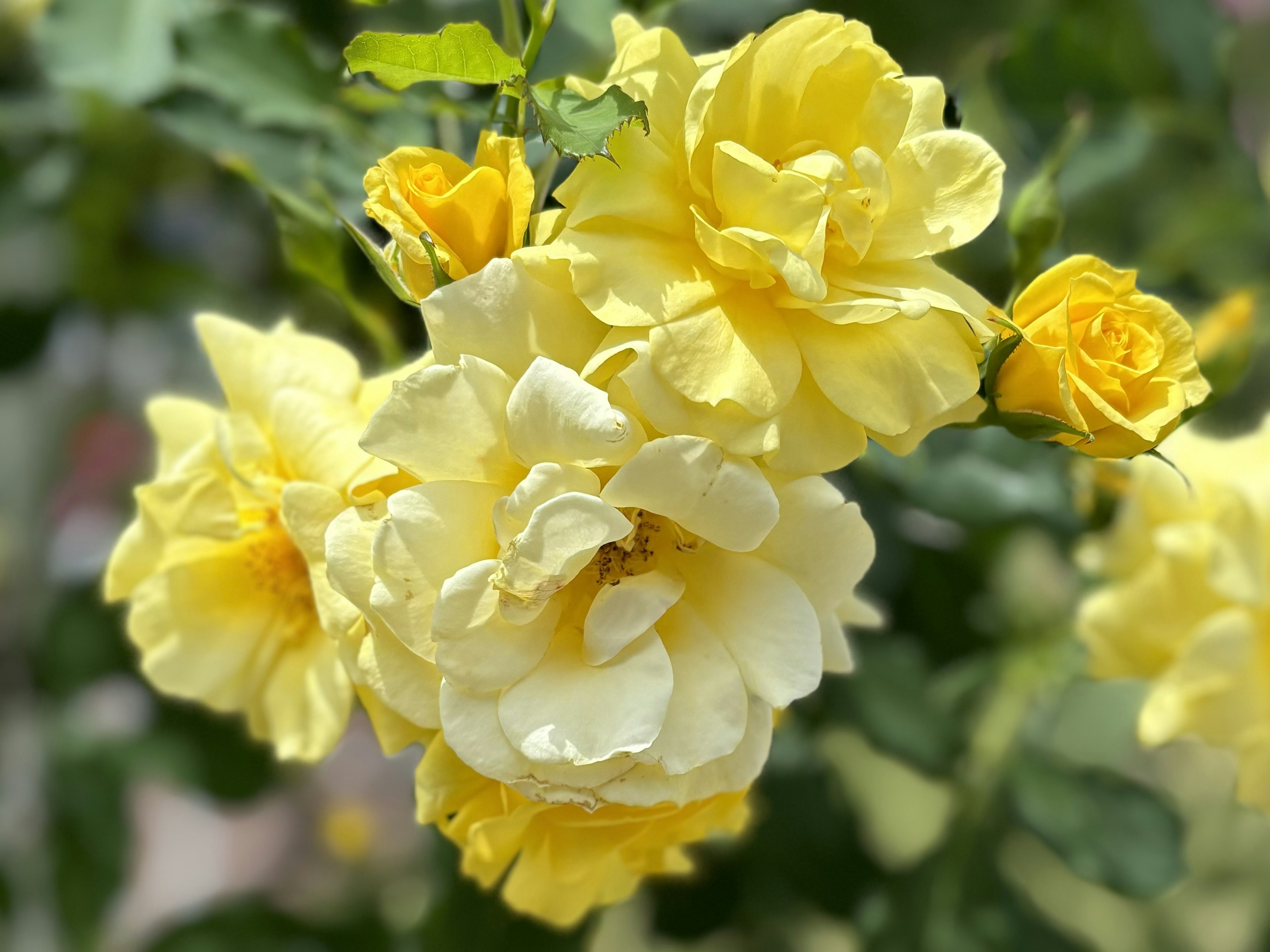 鮮やかな黄色いバラの花束が緑の葉に囲まれて咲いている