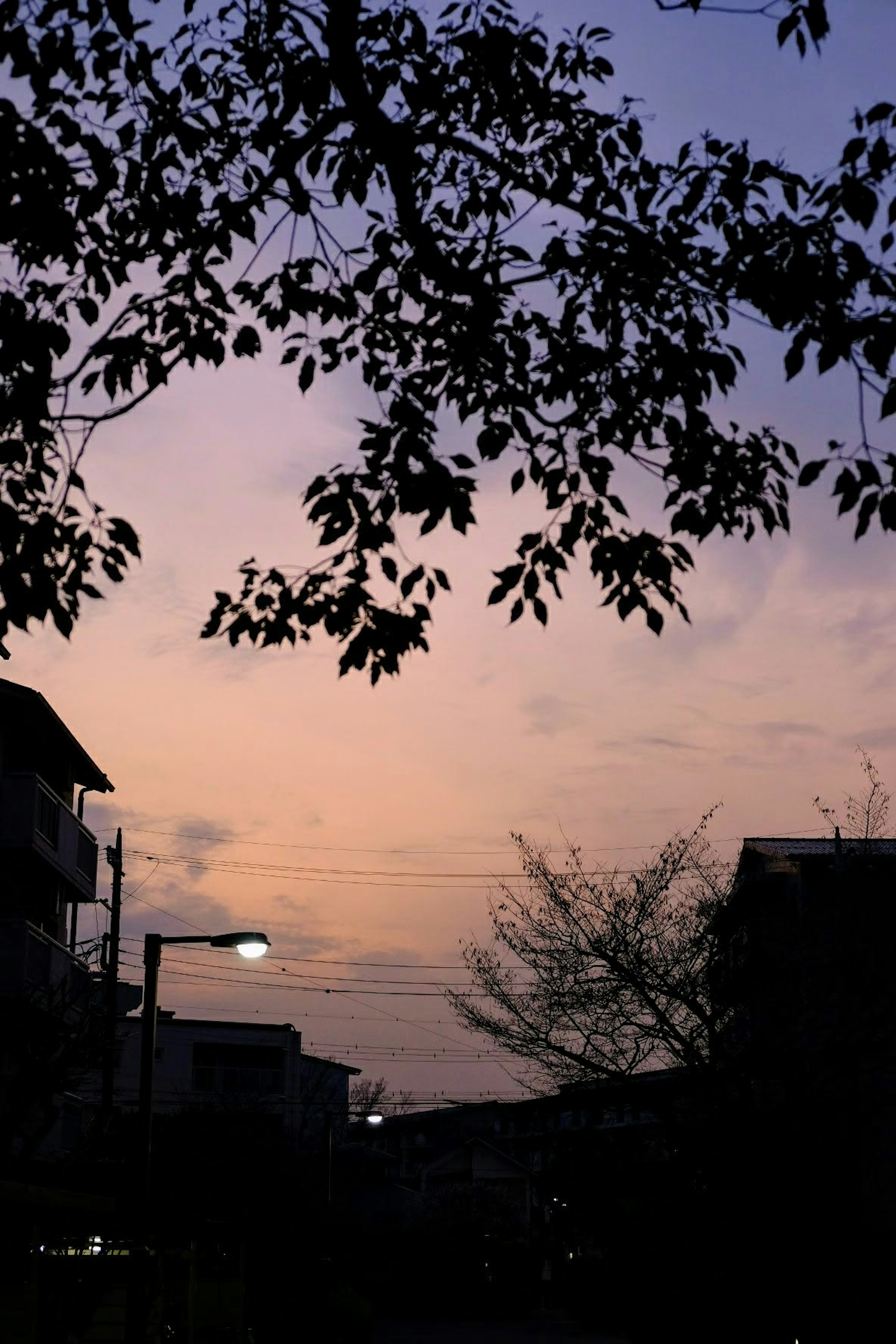 夕暮れの公園の風景、紫とオレンジの空、葉のシルエット