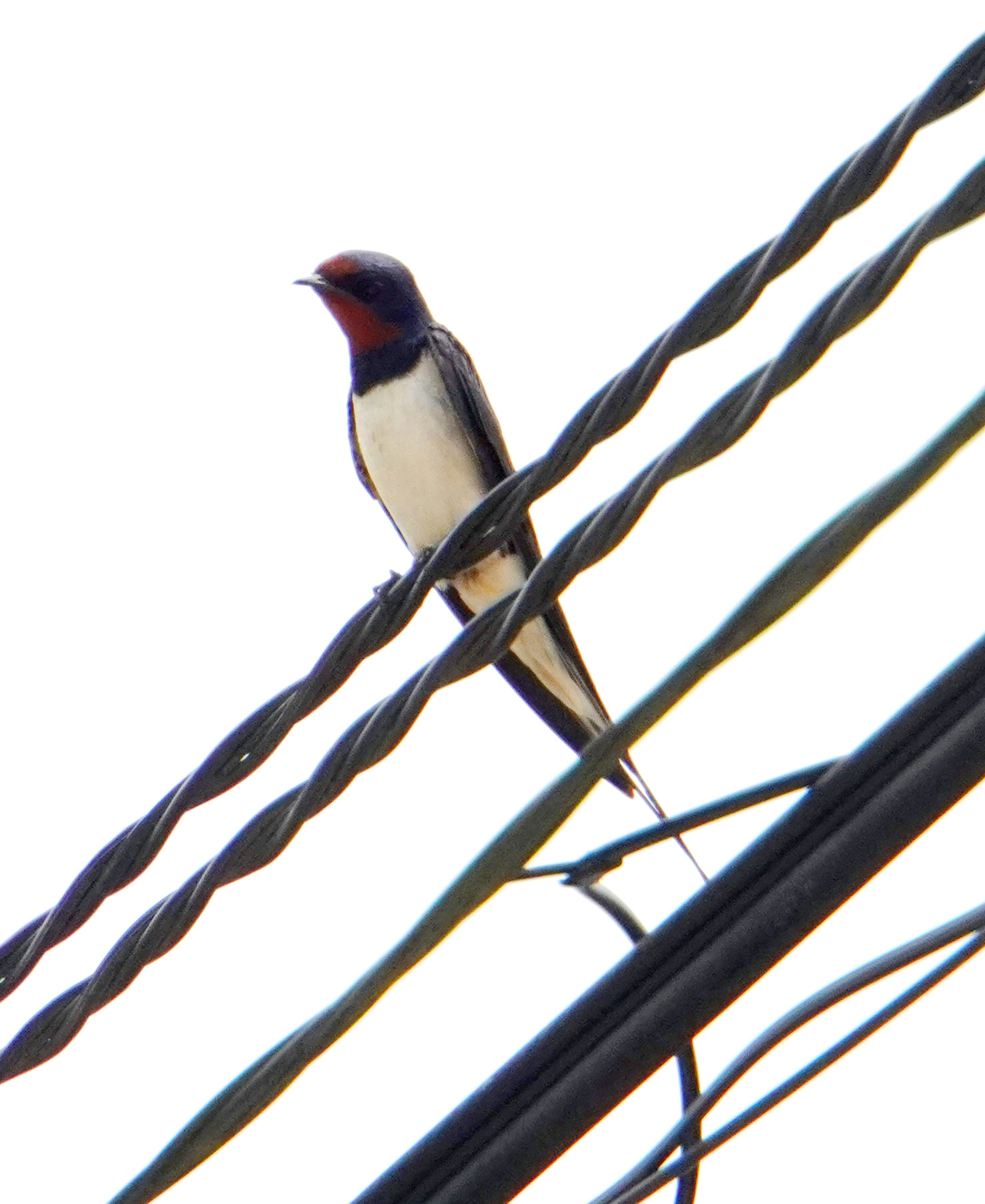 Swallow perched on a power line