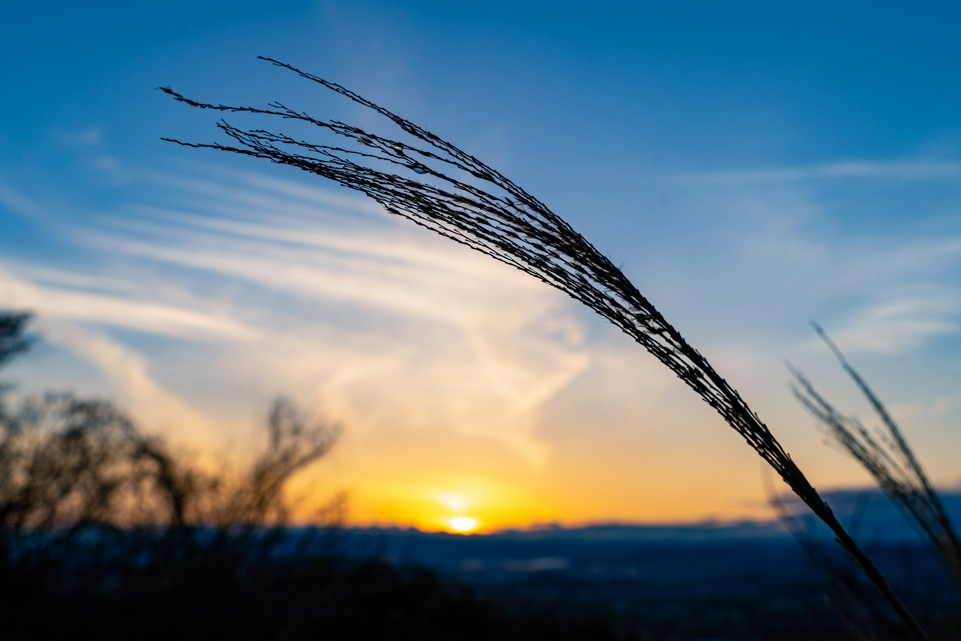 夕日を背景にした草の穂のシルエット青空と雲が広がる風景