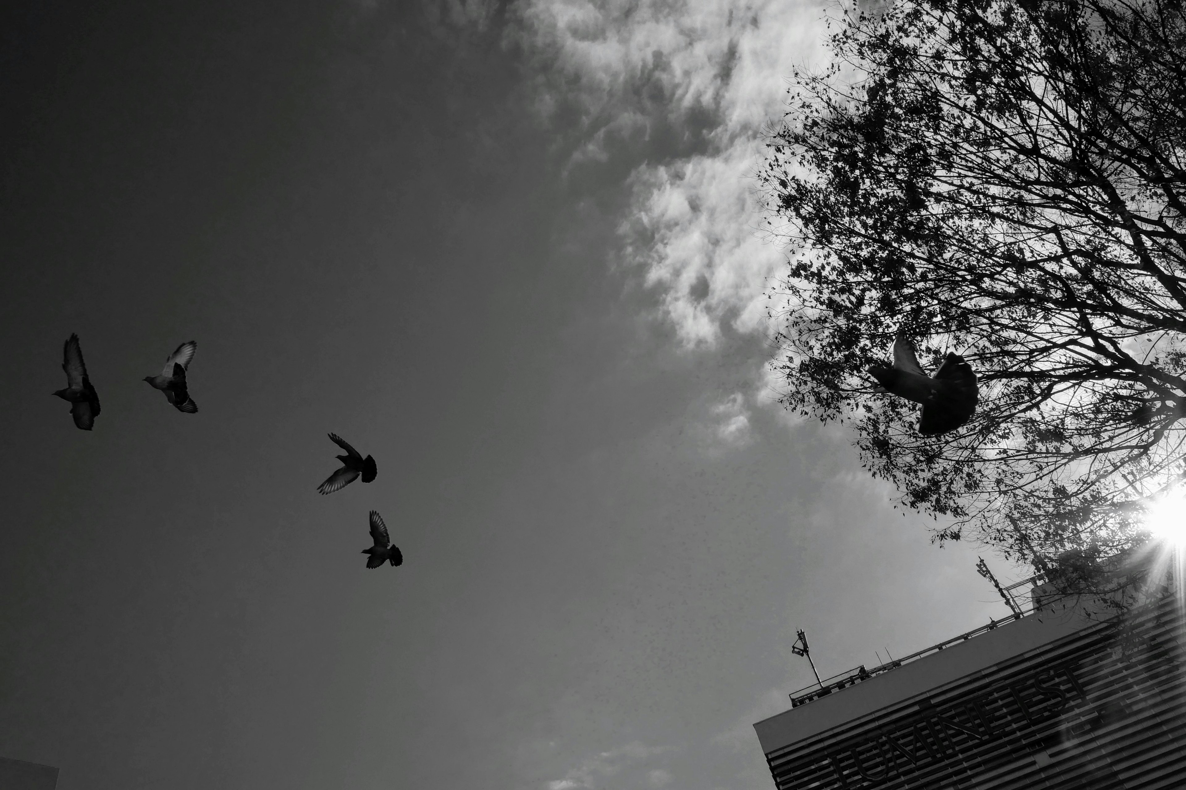 Silueta de aves volando contra un cielo en blanco y negro con ramas de árbol