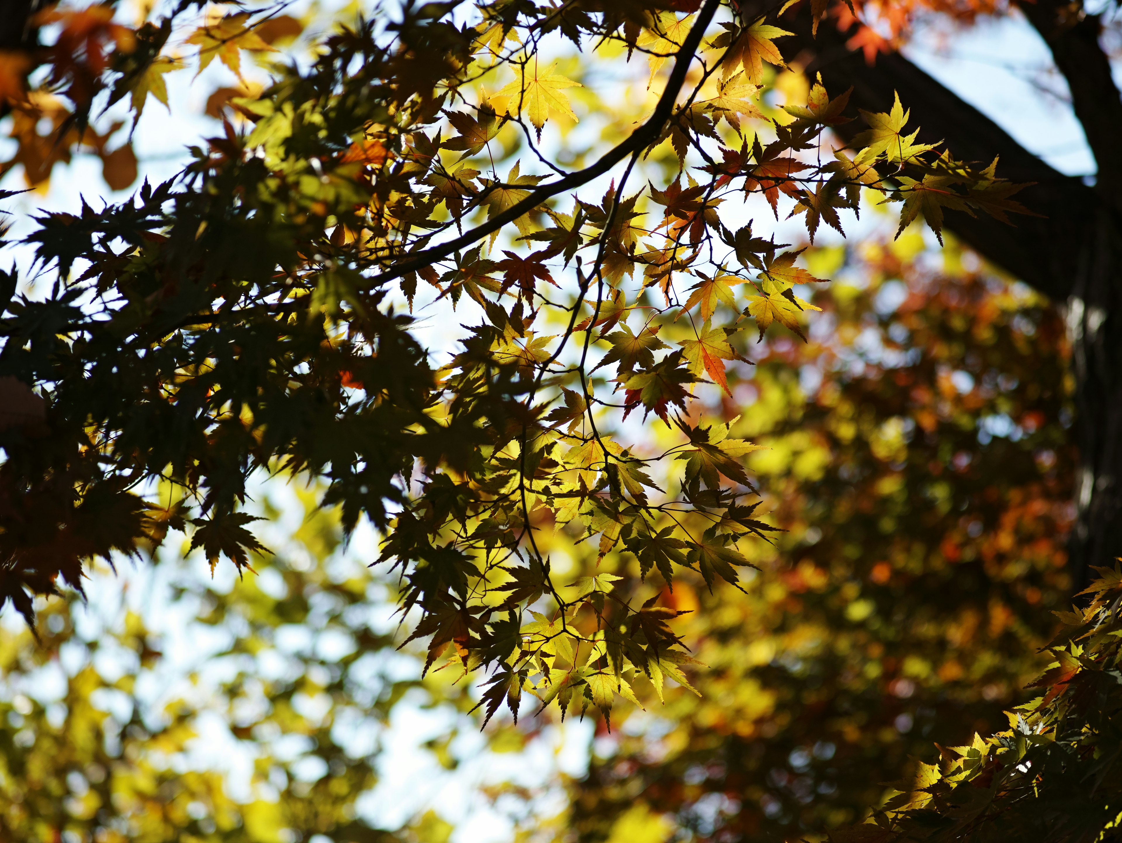 Hojas de arce coloridas filtrando la luz del sol