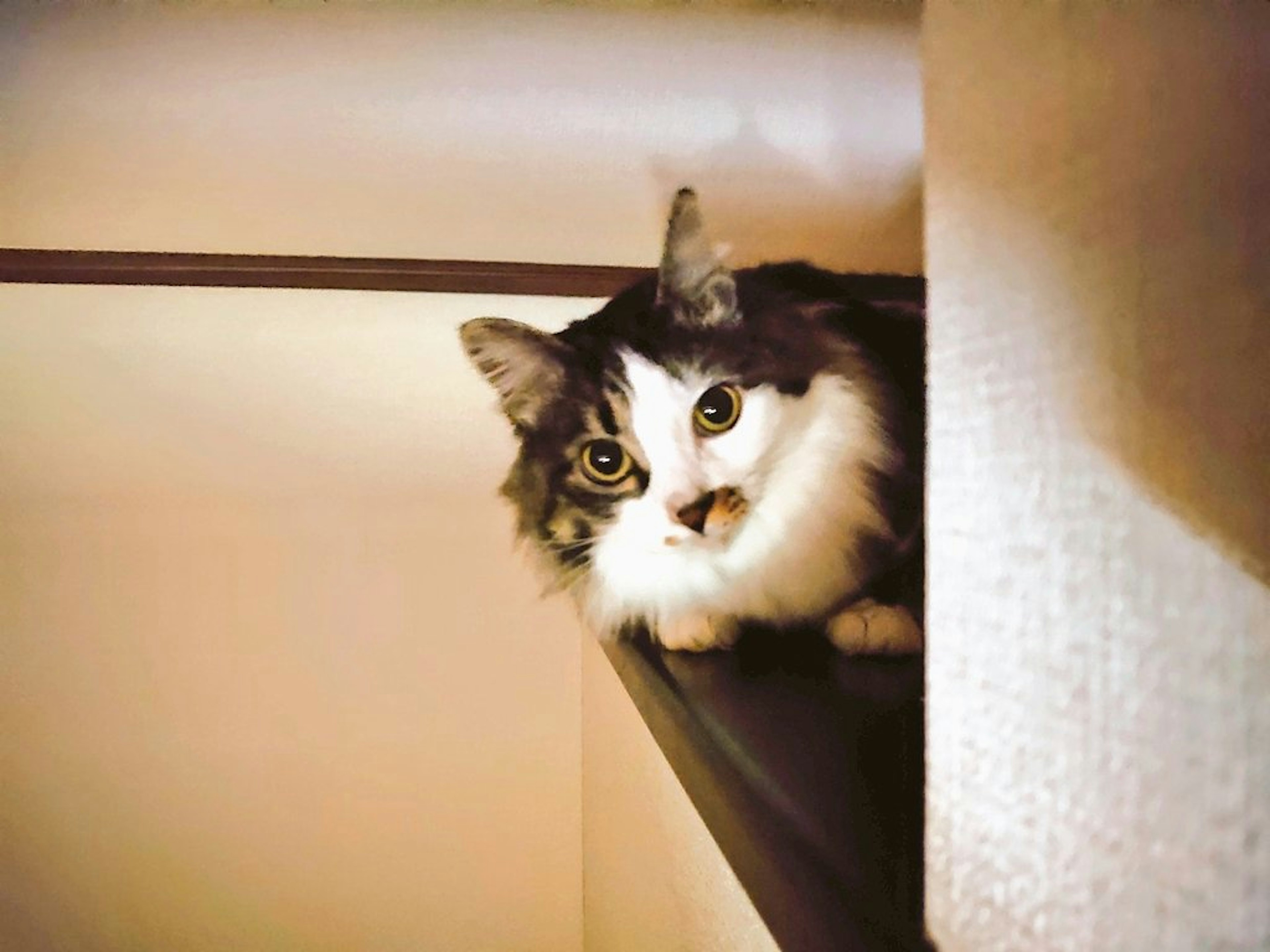 A cat resting on a shelf with black and white fur patterns and curious eyes