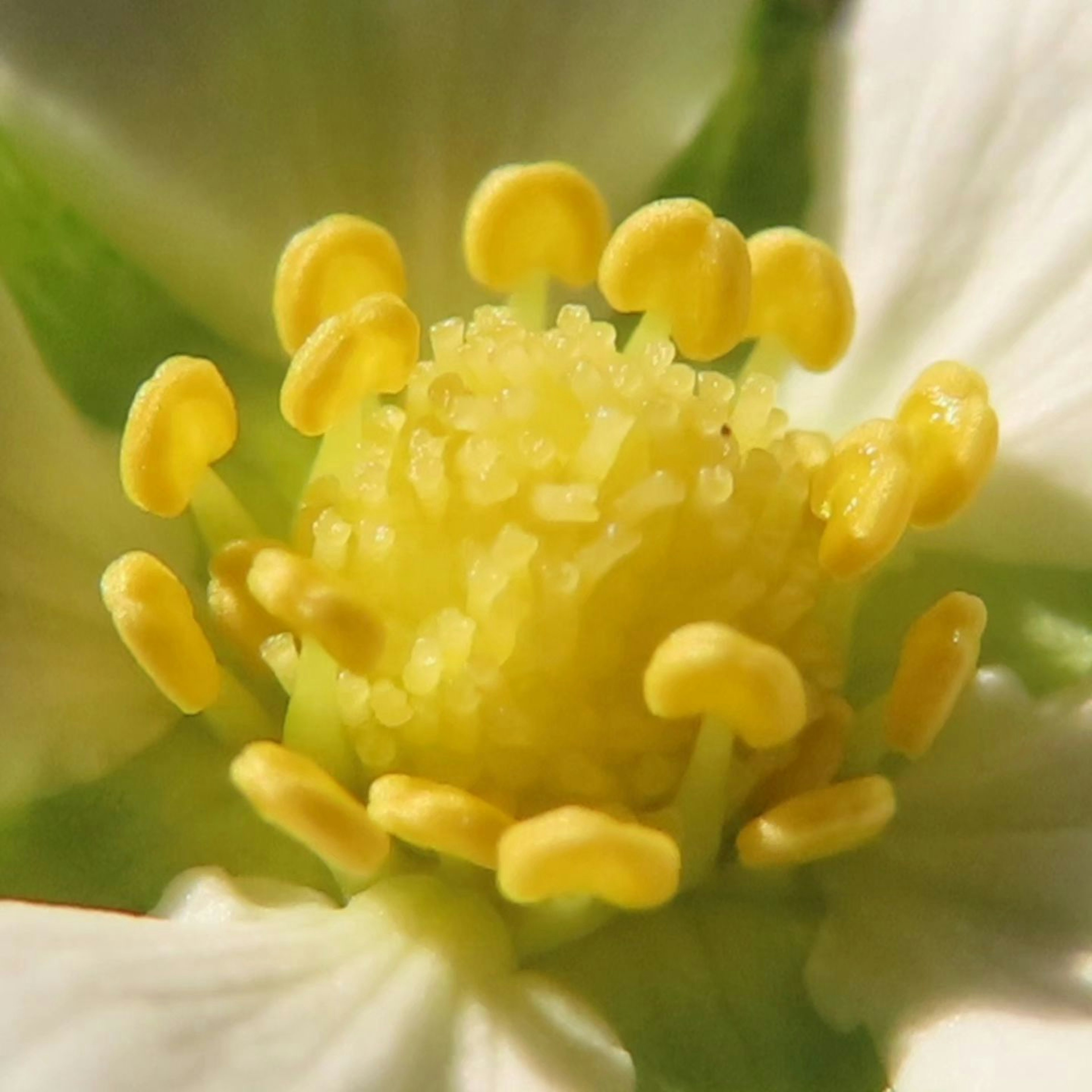 Close-up dari benang sari dan putik kuning di tengah bunga putih