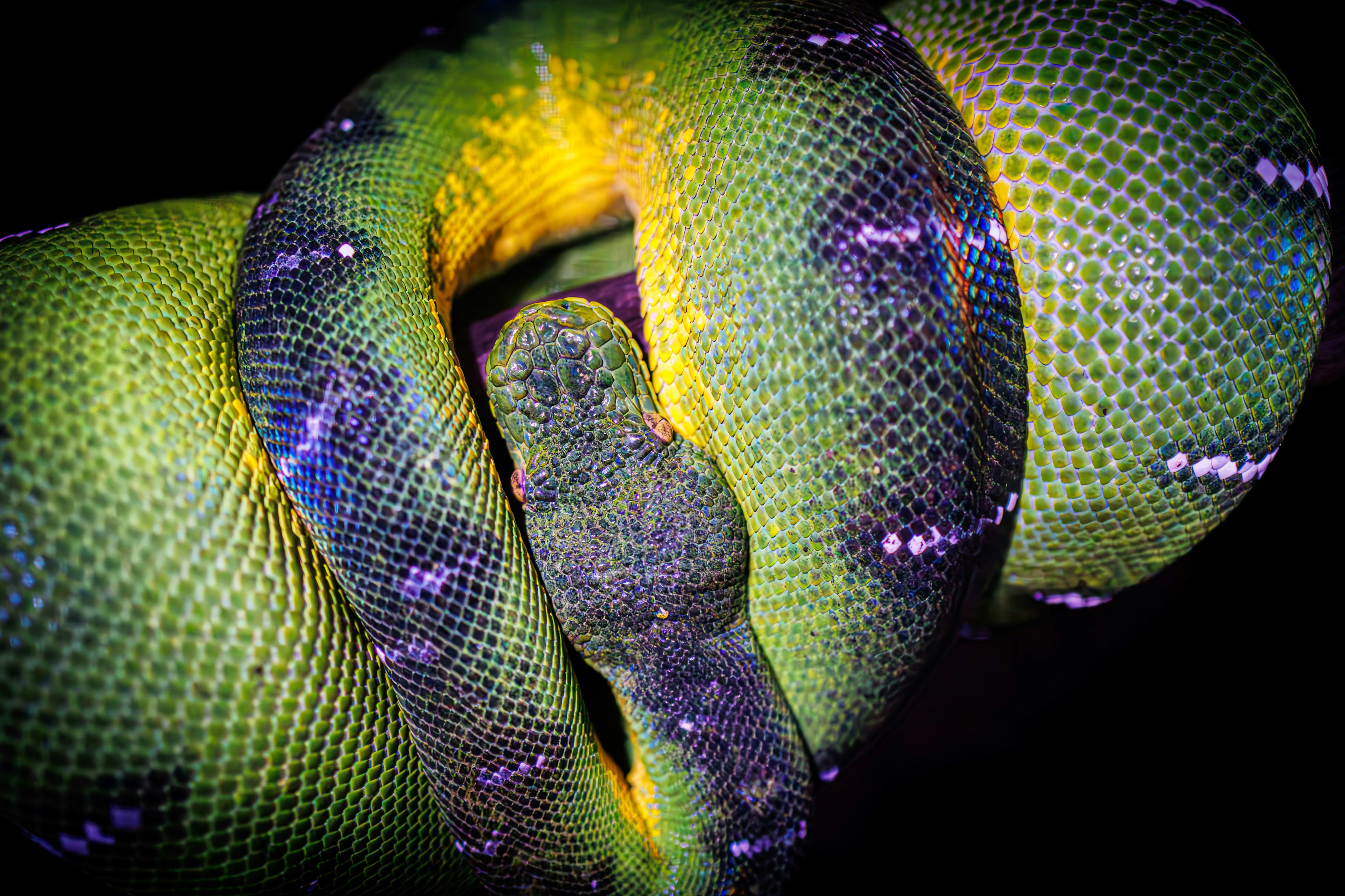 Vibrantly colored green snake coiled with purple-spotted scales against a dark background