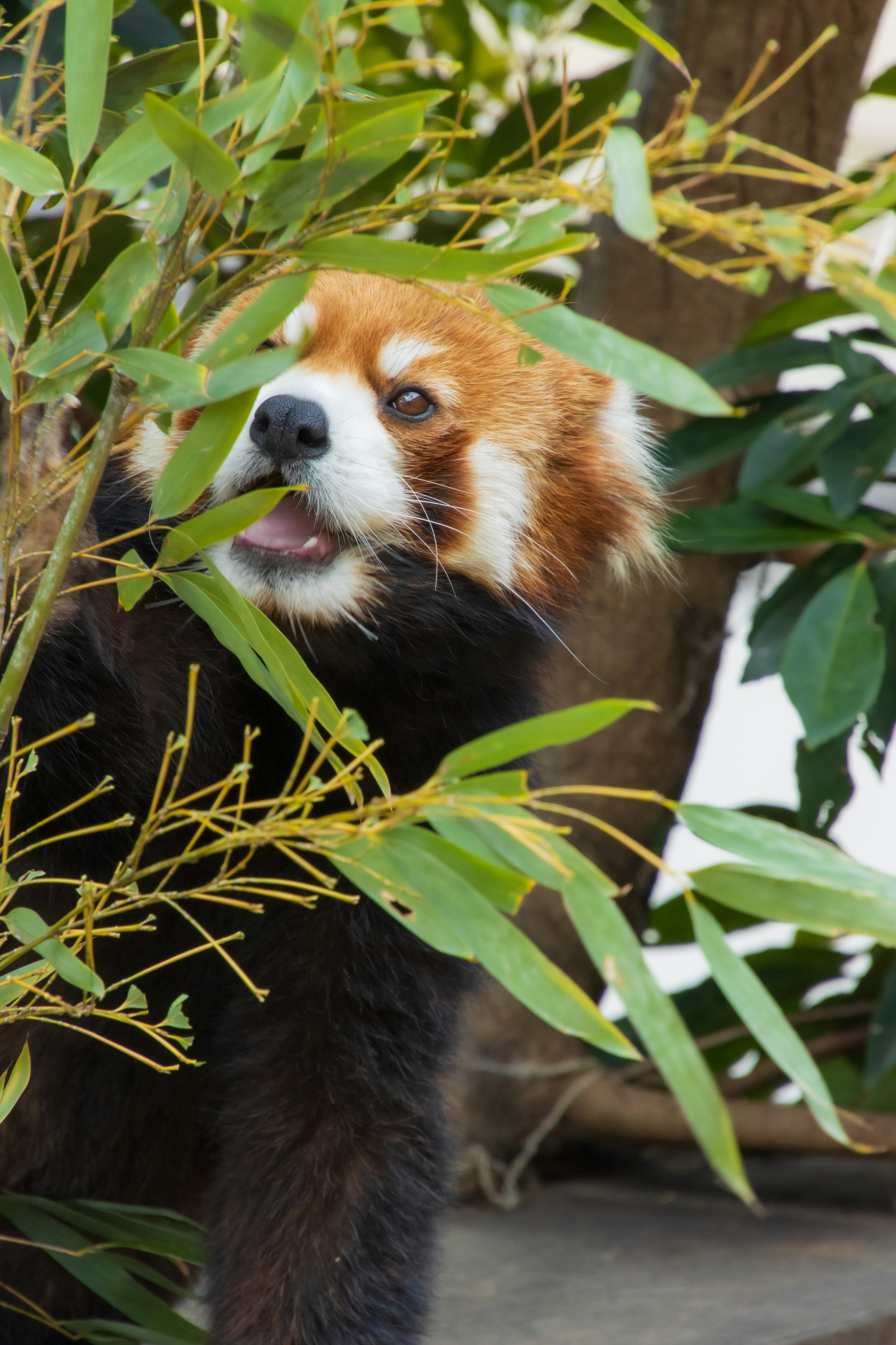 Panda merah mengintip melalui daun bambu hijau