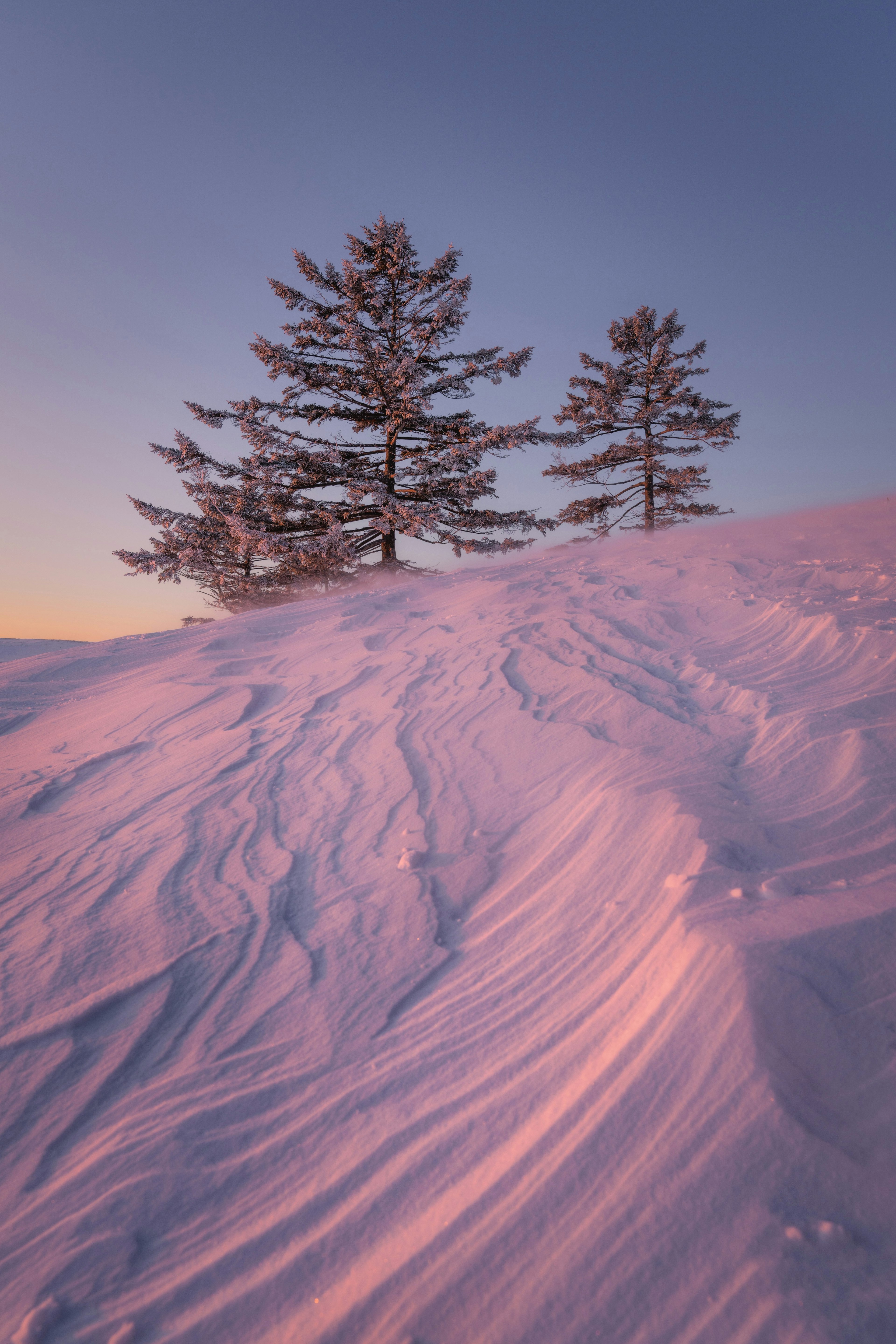 Two trees on a snow-covered hill with soft pink sunset hues