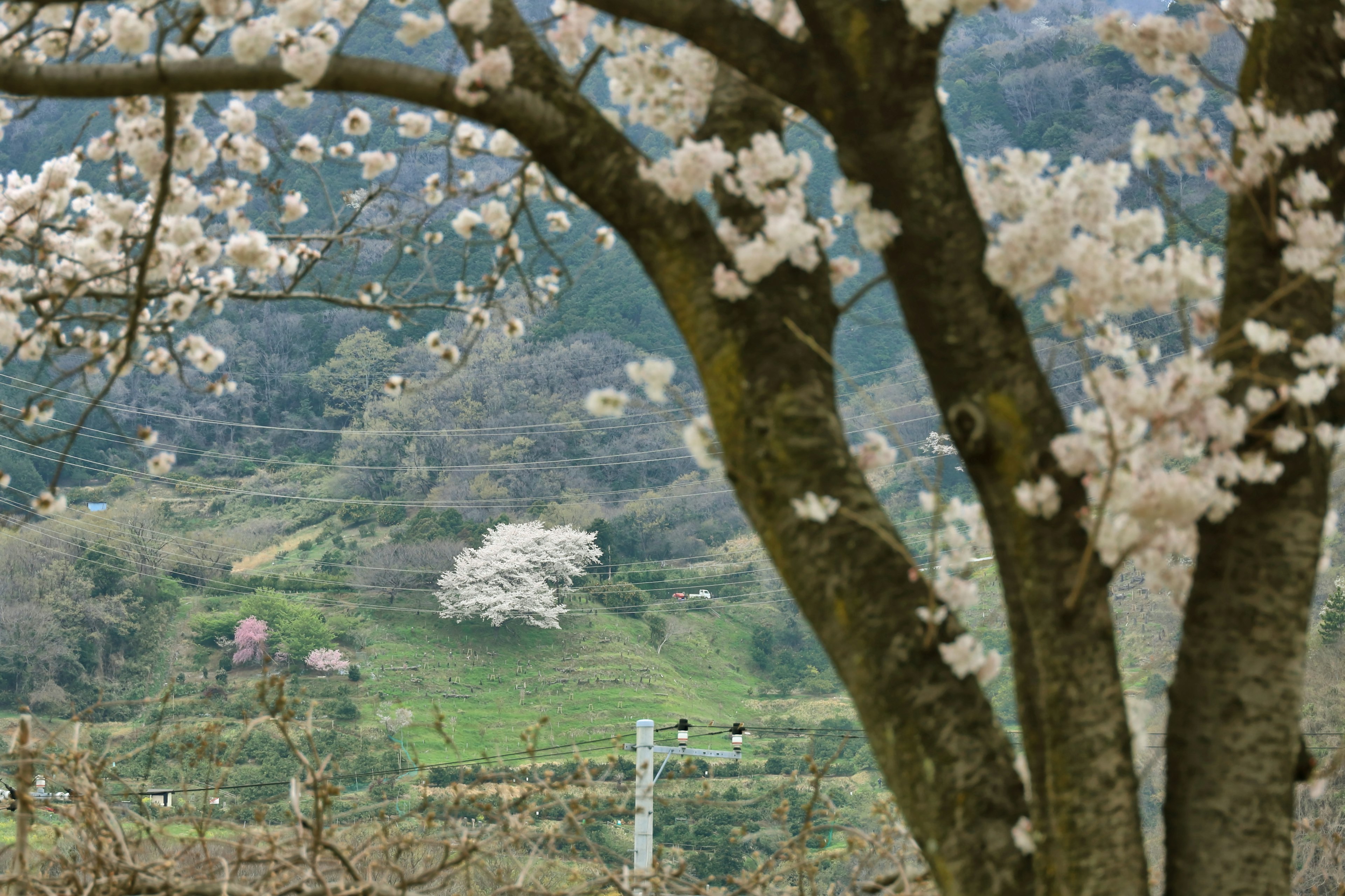 Árbol de cerezo en flor con paisaje verde