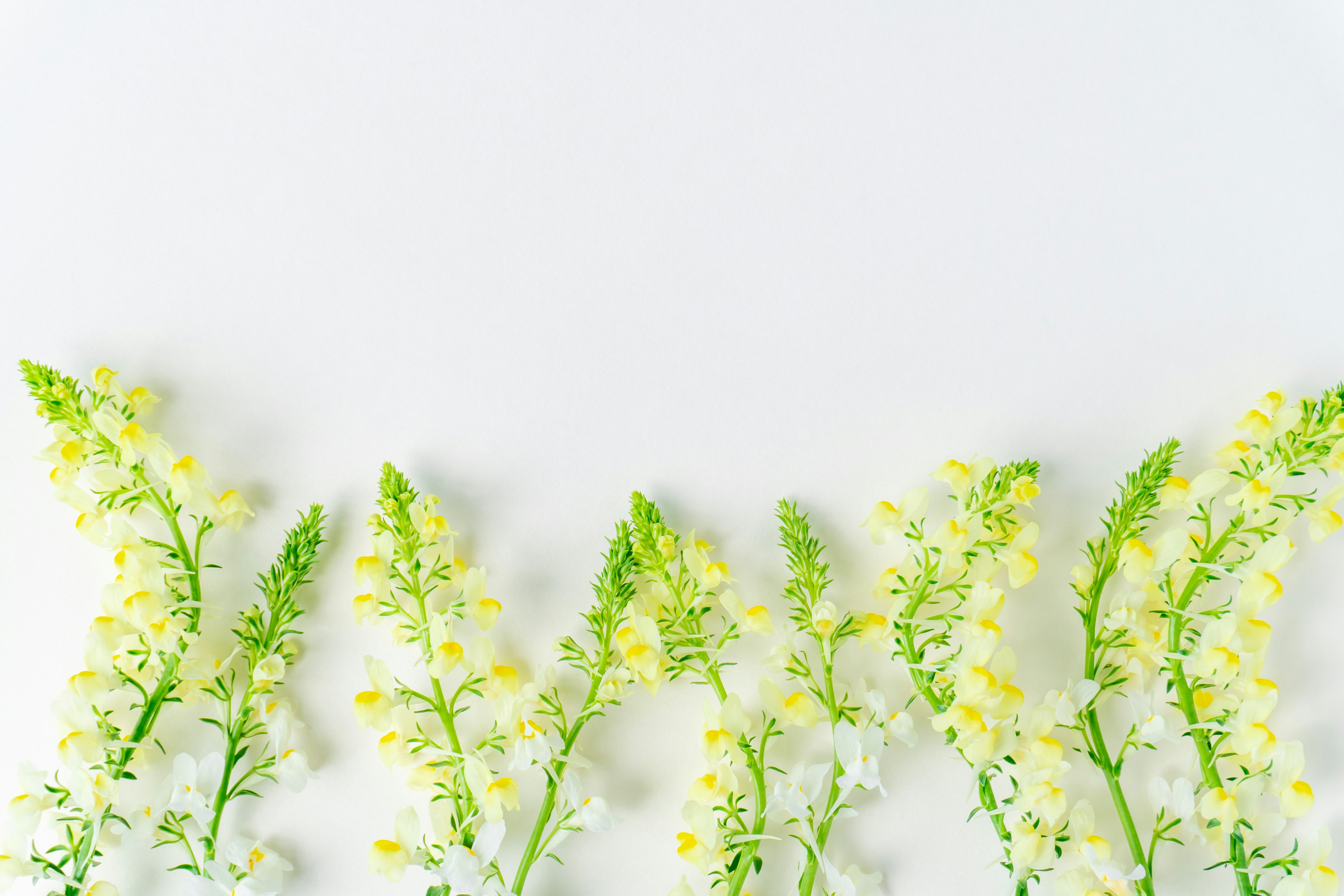 Fleurs jaunes et tiges vertes disposées sur un fond blanc