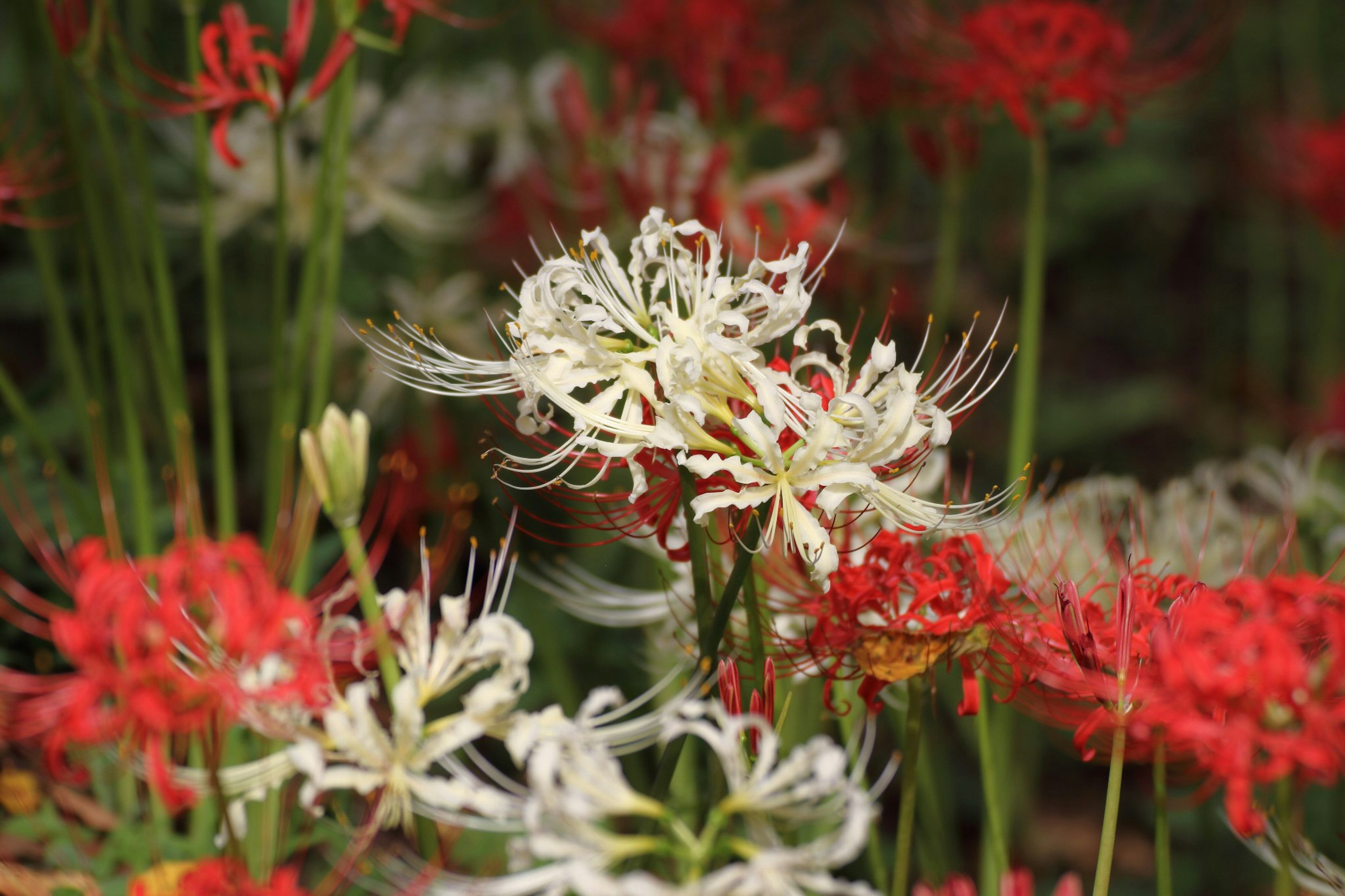 Eine Mischung aus weißen und roten Blumen in voller Blüte