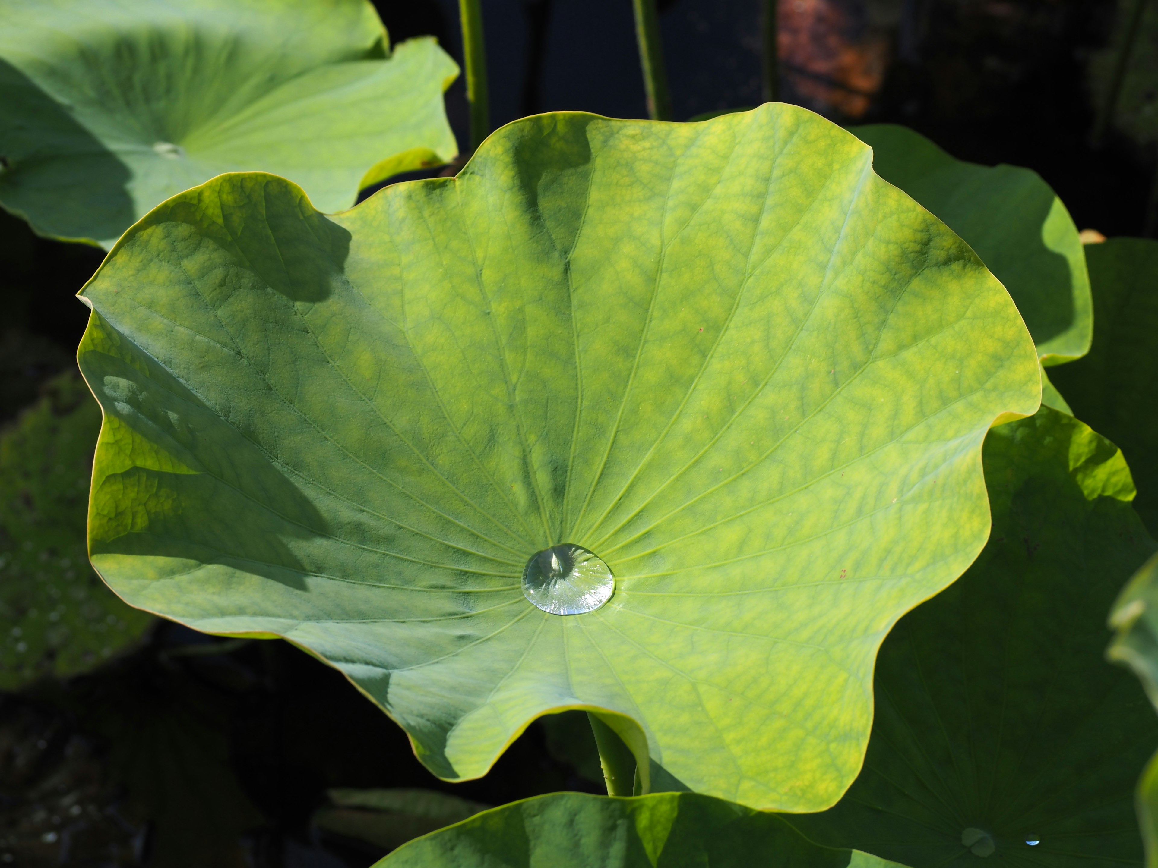 緑色のハスの葉に水滴がのっている様子