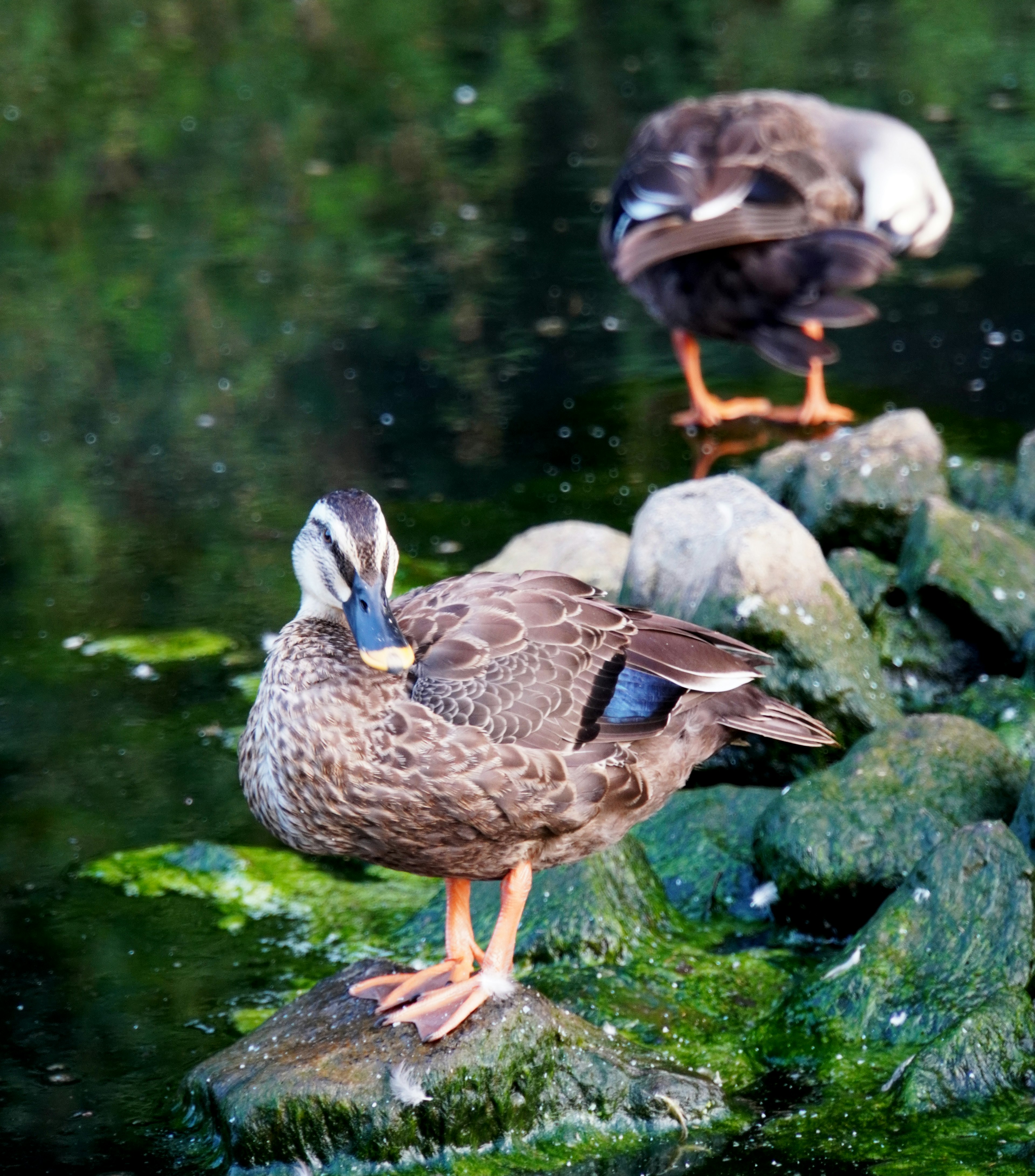 Un canard se tenant sur une pierre près de l'eau avec un autre canard en arrière-plan