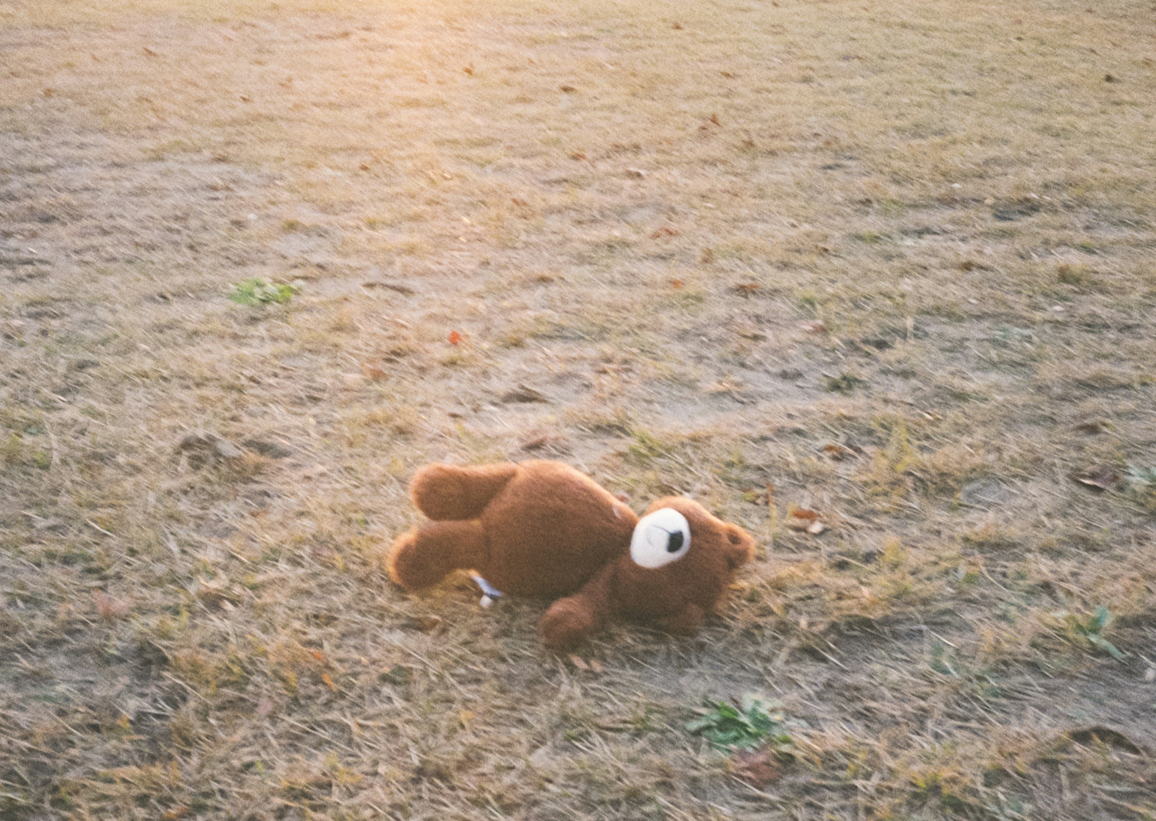 Ein brauner Plüschbär liegt auf einem mit Gras bedeckten Feld, beleuchtet vom Licht der Abenddämmerung