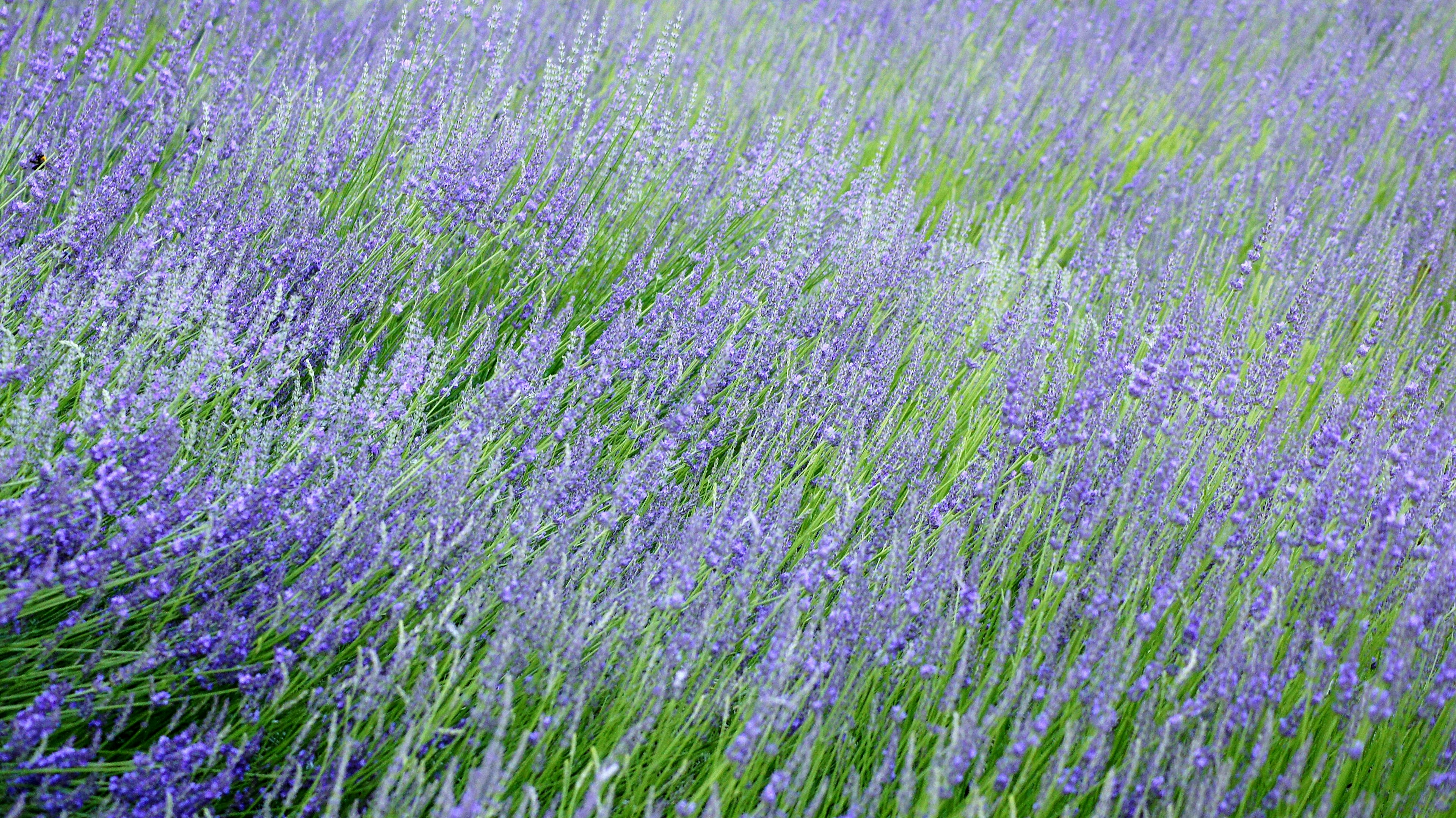 Hermoso campo de lavanda con olas de verde y púrpura