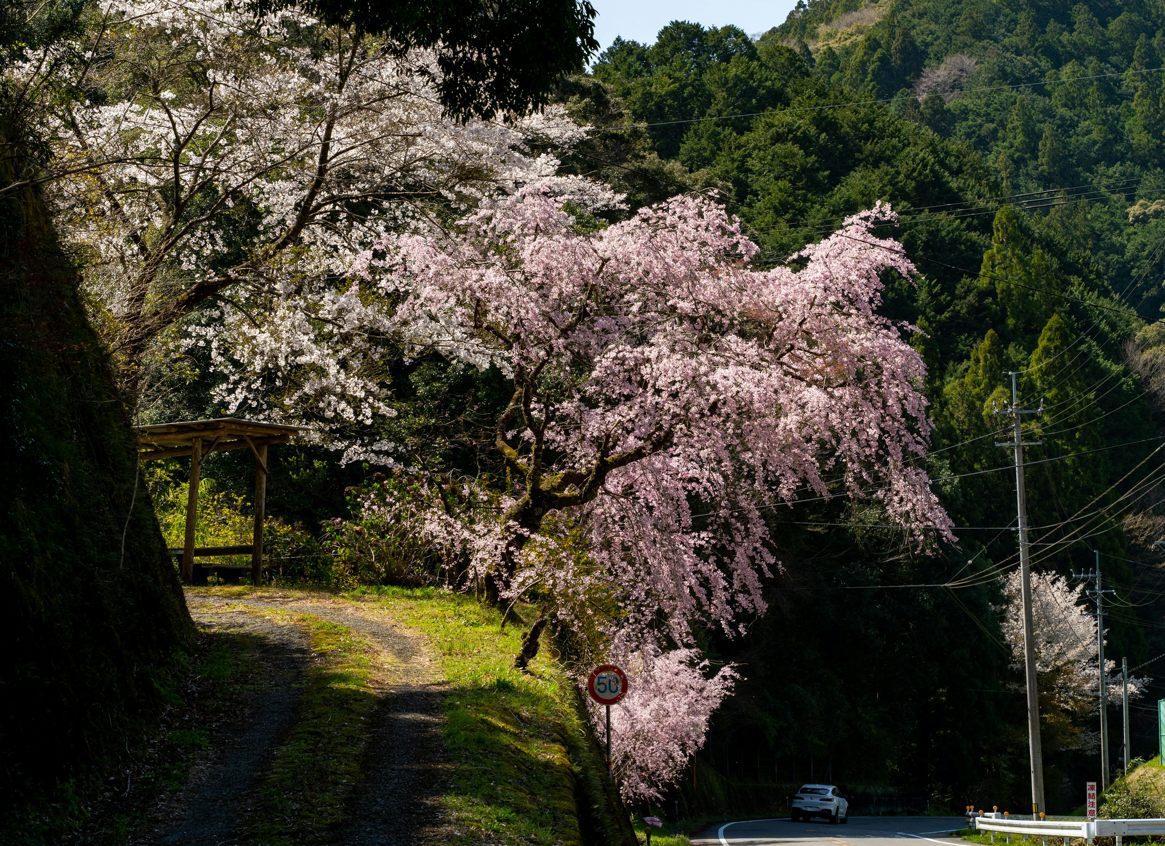 ทิวทัศน์ที่สวยงามของต้นซากุระตามถนนภูเขาสีเขียว