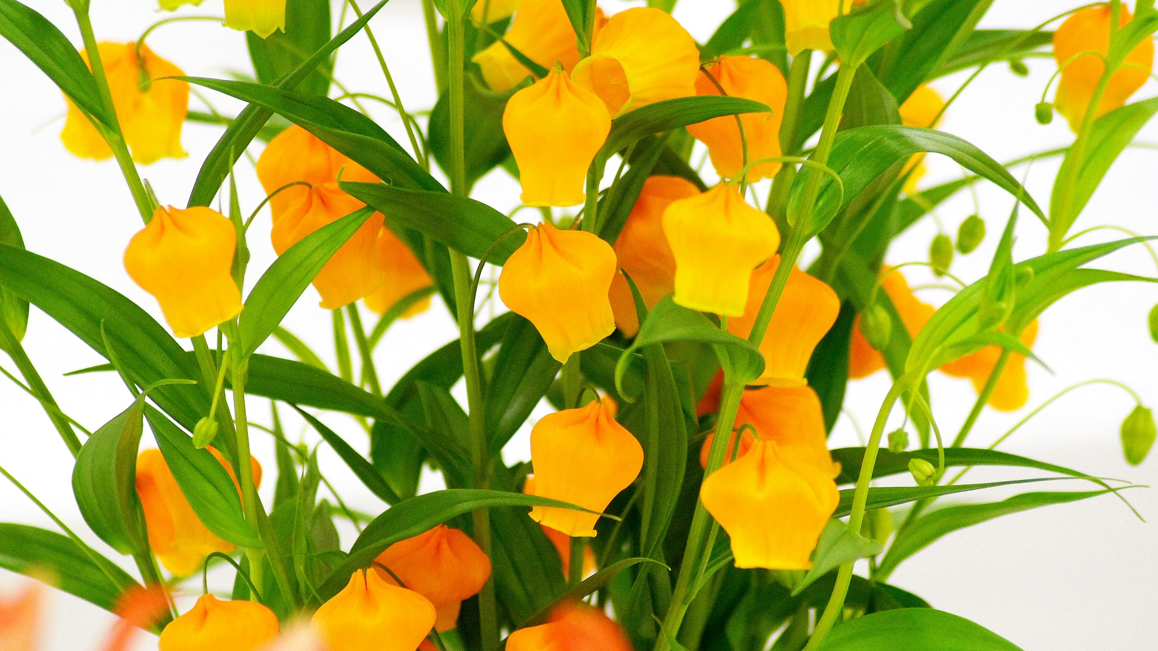 Close-up of a plant with vibrant yellow flowers