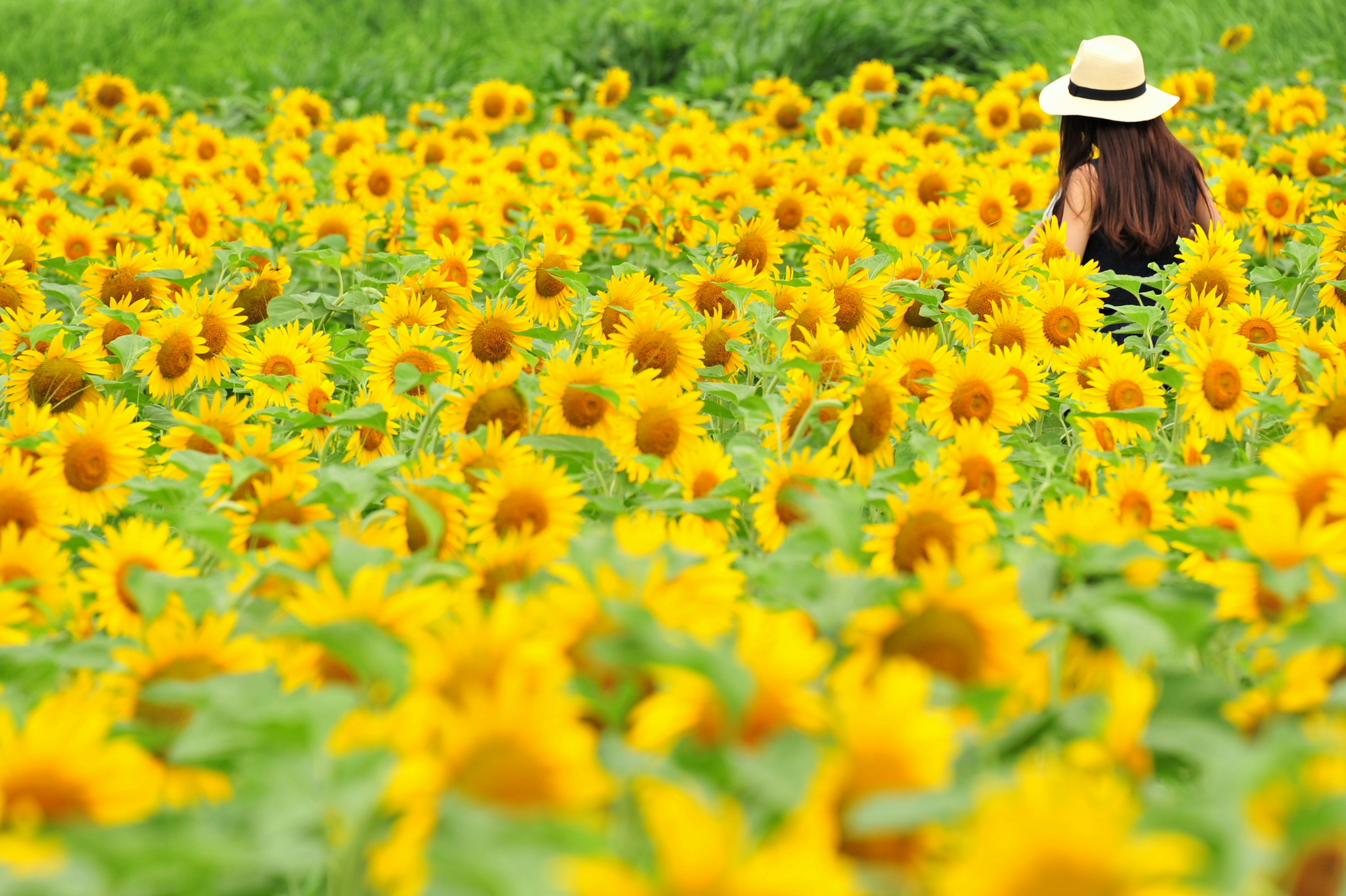 Femme marchant dans un champ de tournesols portant un chapeau