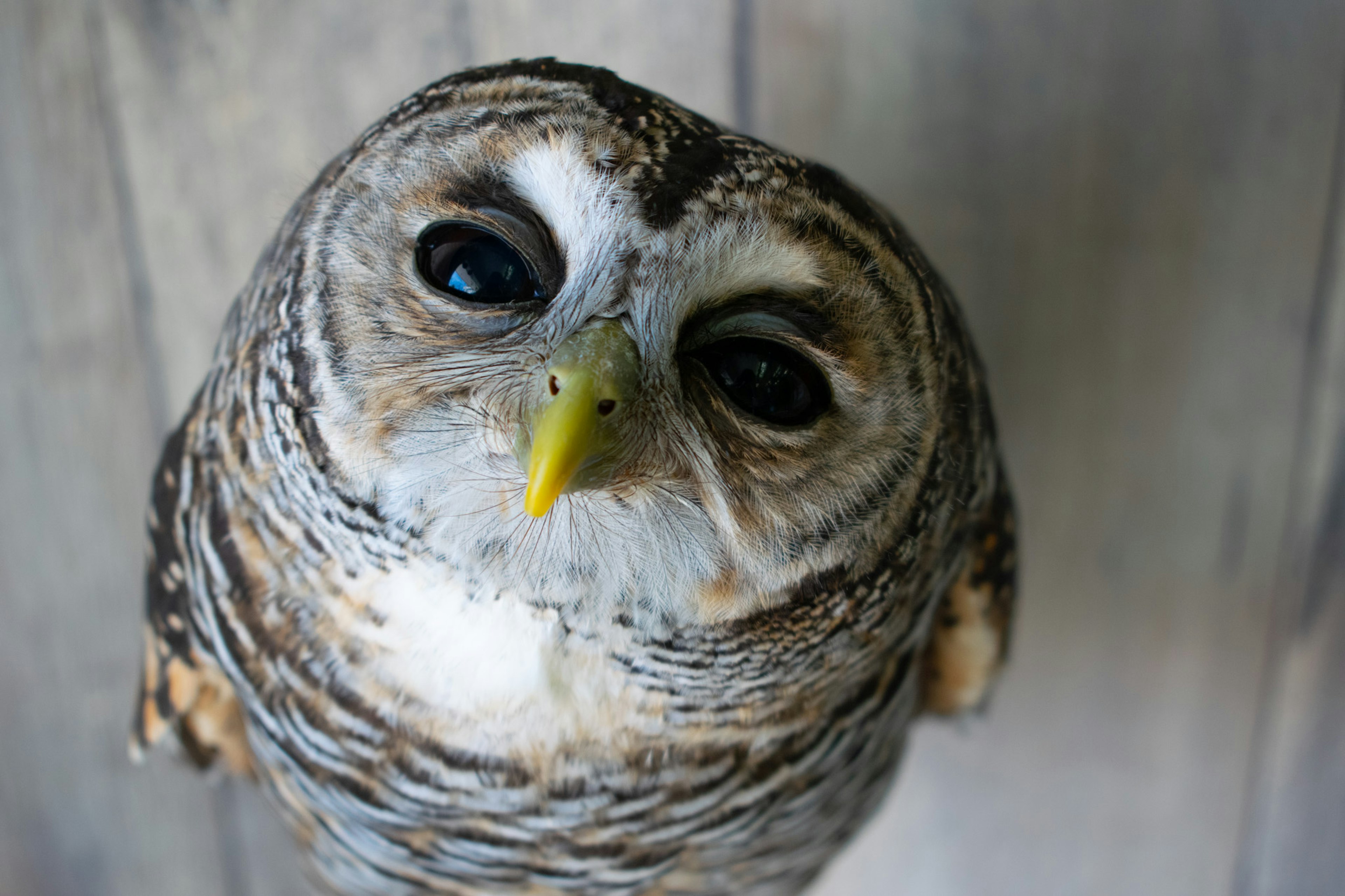 Eule schaut nach oben mit großen Augen und einem markanten gelben Schnabel