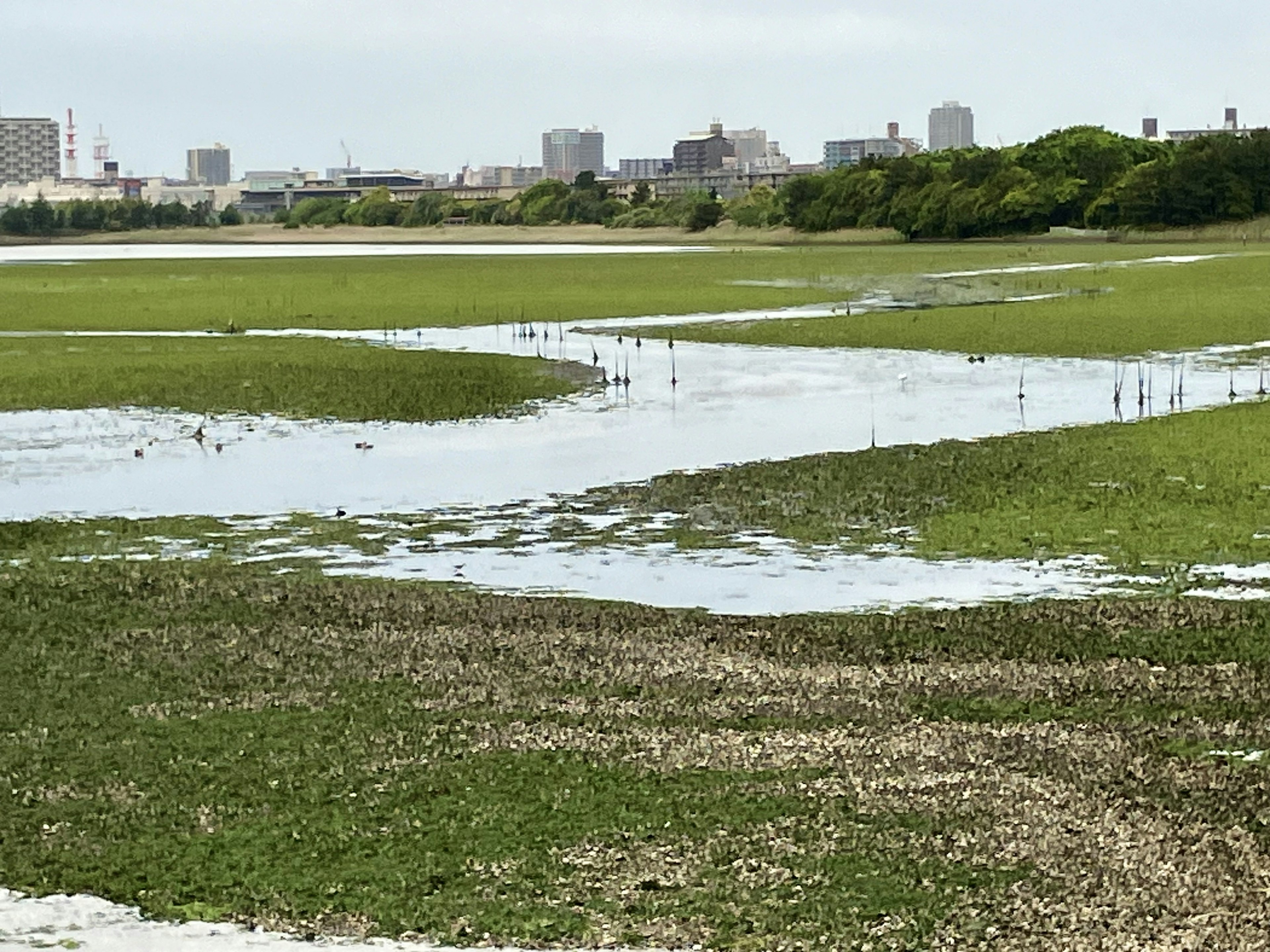 緑の湿地帯と水路が広がる風景 都市の背景が見える