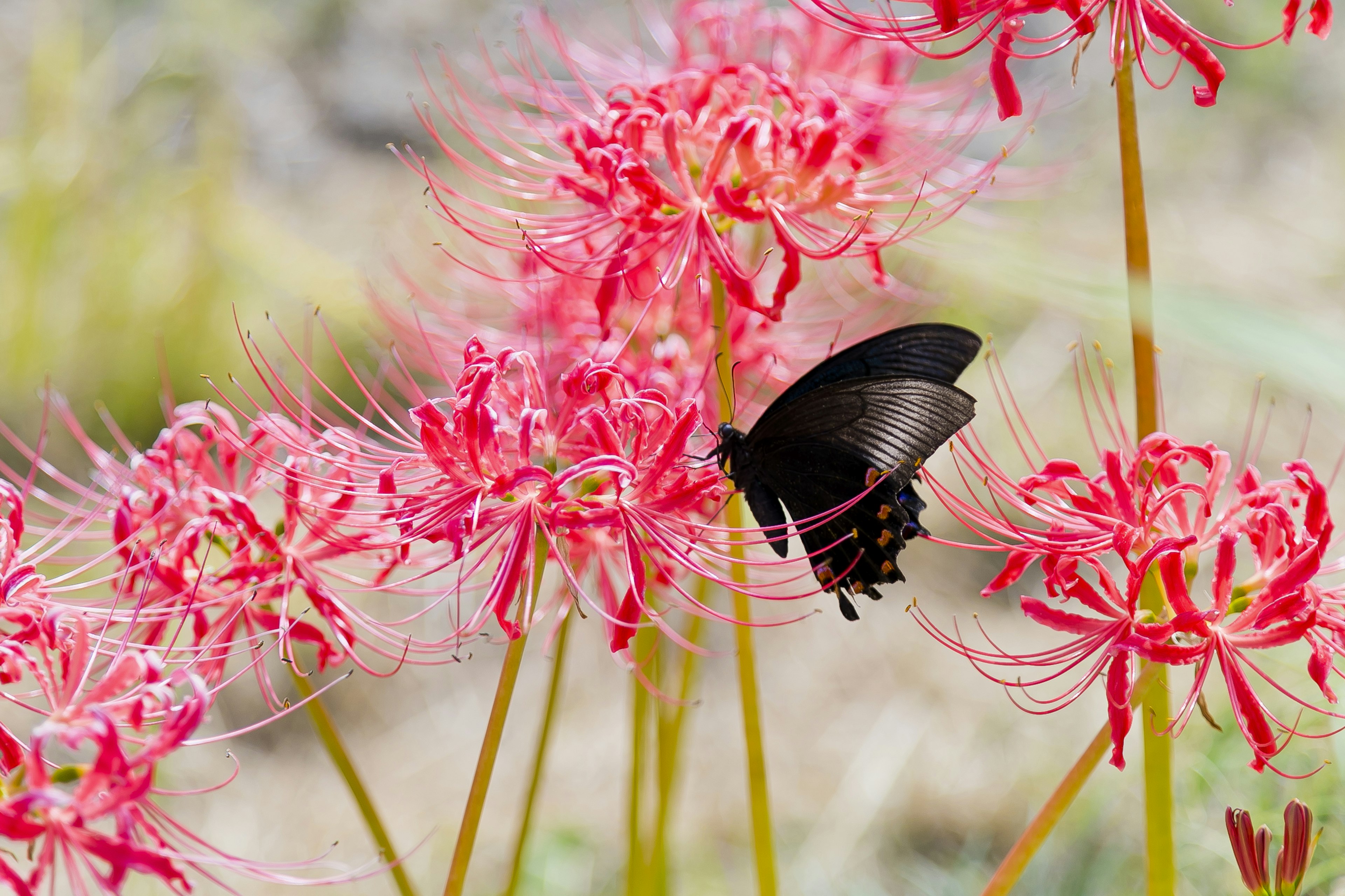 Kupu-kupu hitam sedang menghisap nektar dari bunga spider lily merah muda