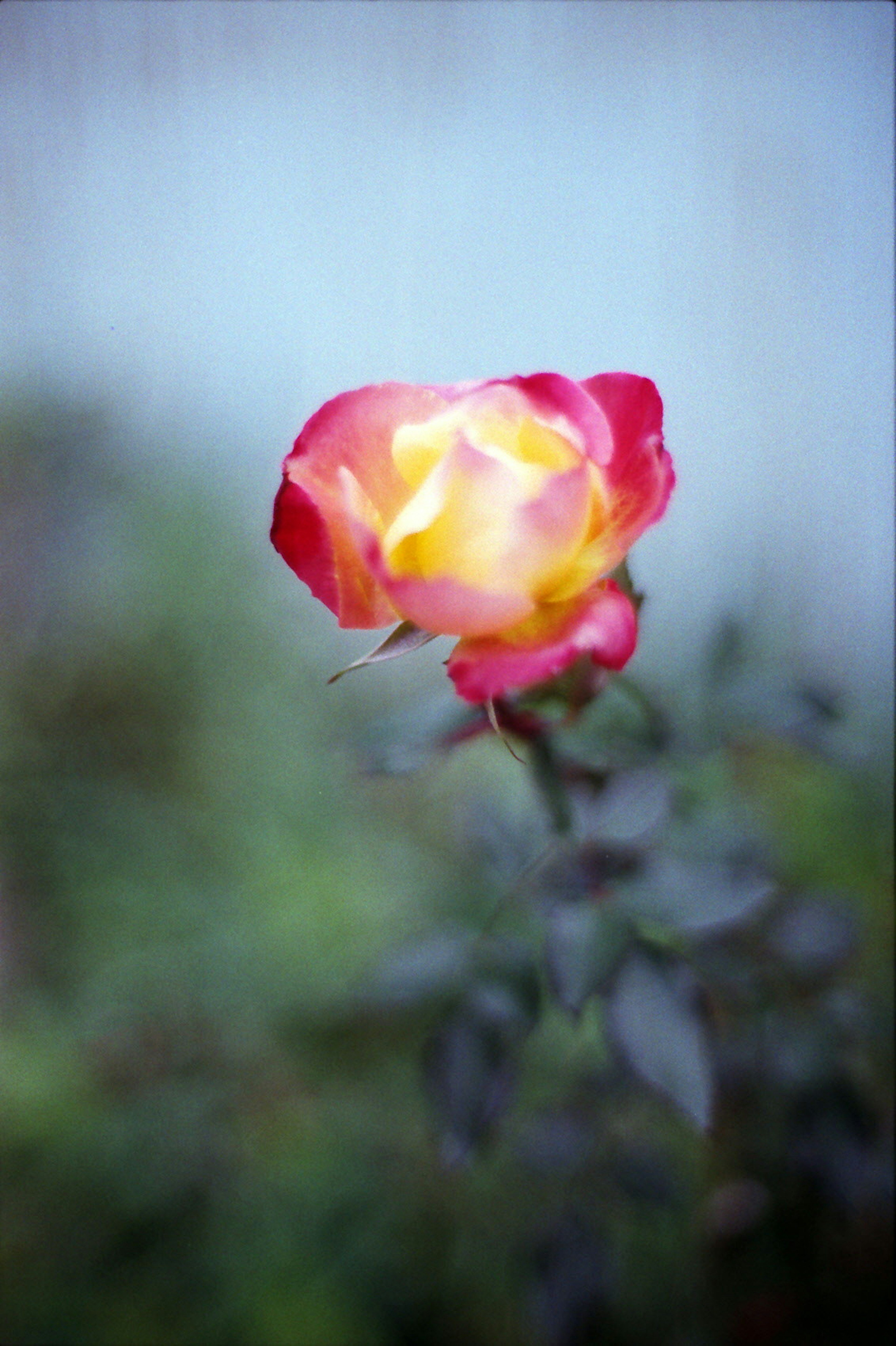 Une rose rouge et jaune vibrante se détache sur un fond bleu clair