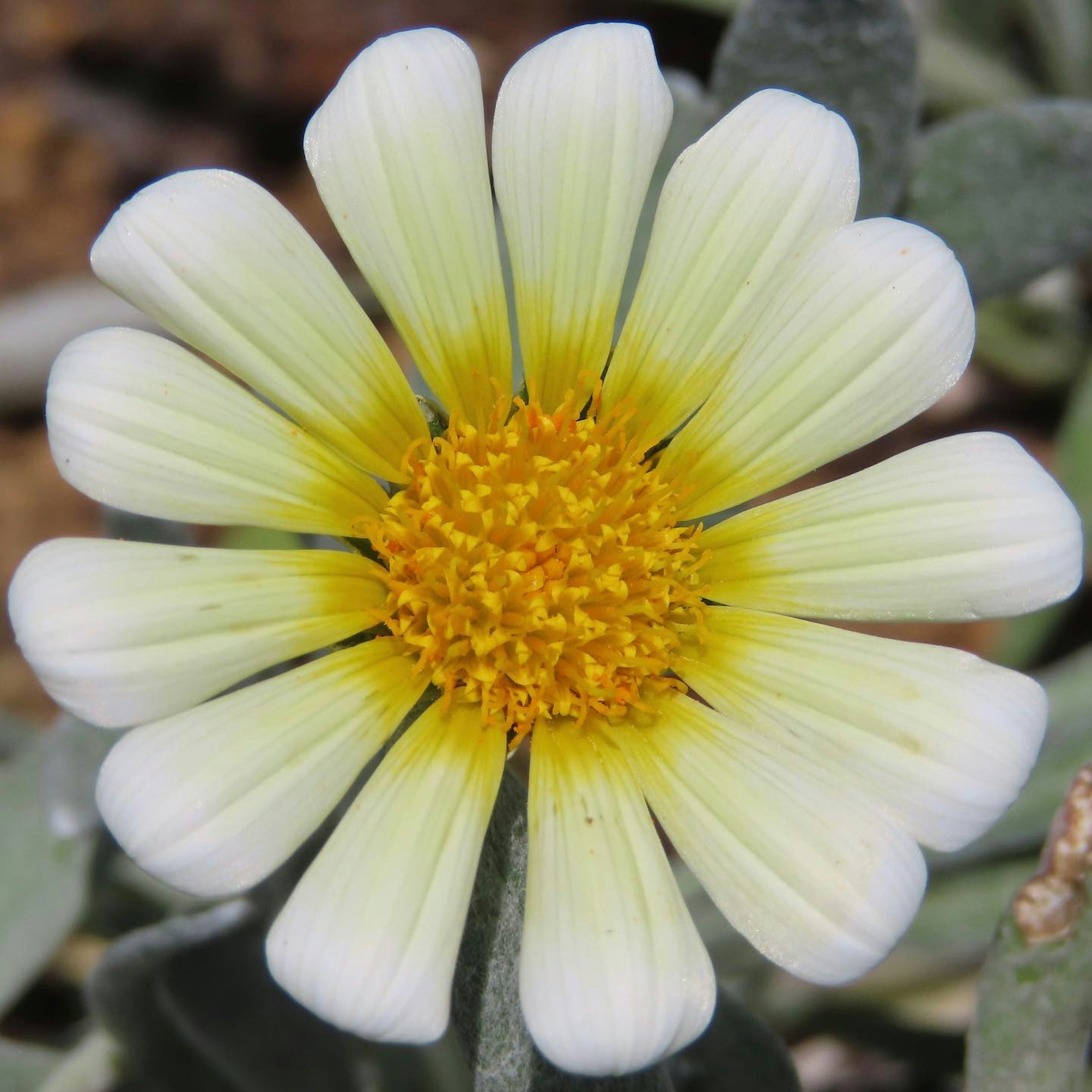 Acercamiento de una flor blanca con un centro amarillo