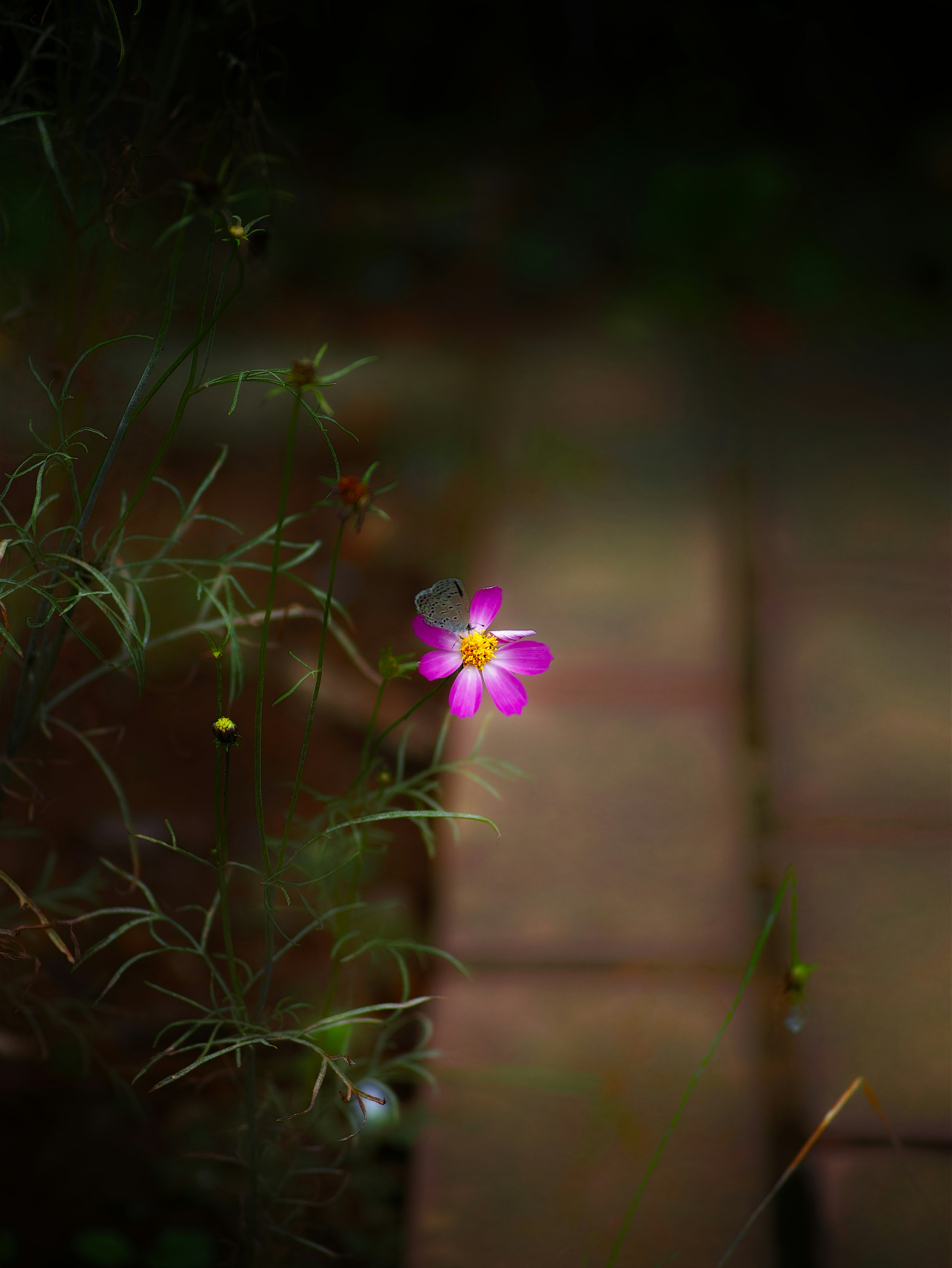 Eine rosa Blume, die vor einem dunklen Hintergrund mit einem Ziegelweg blüht