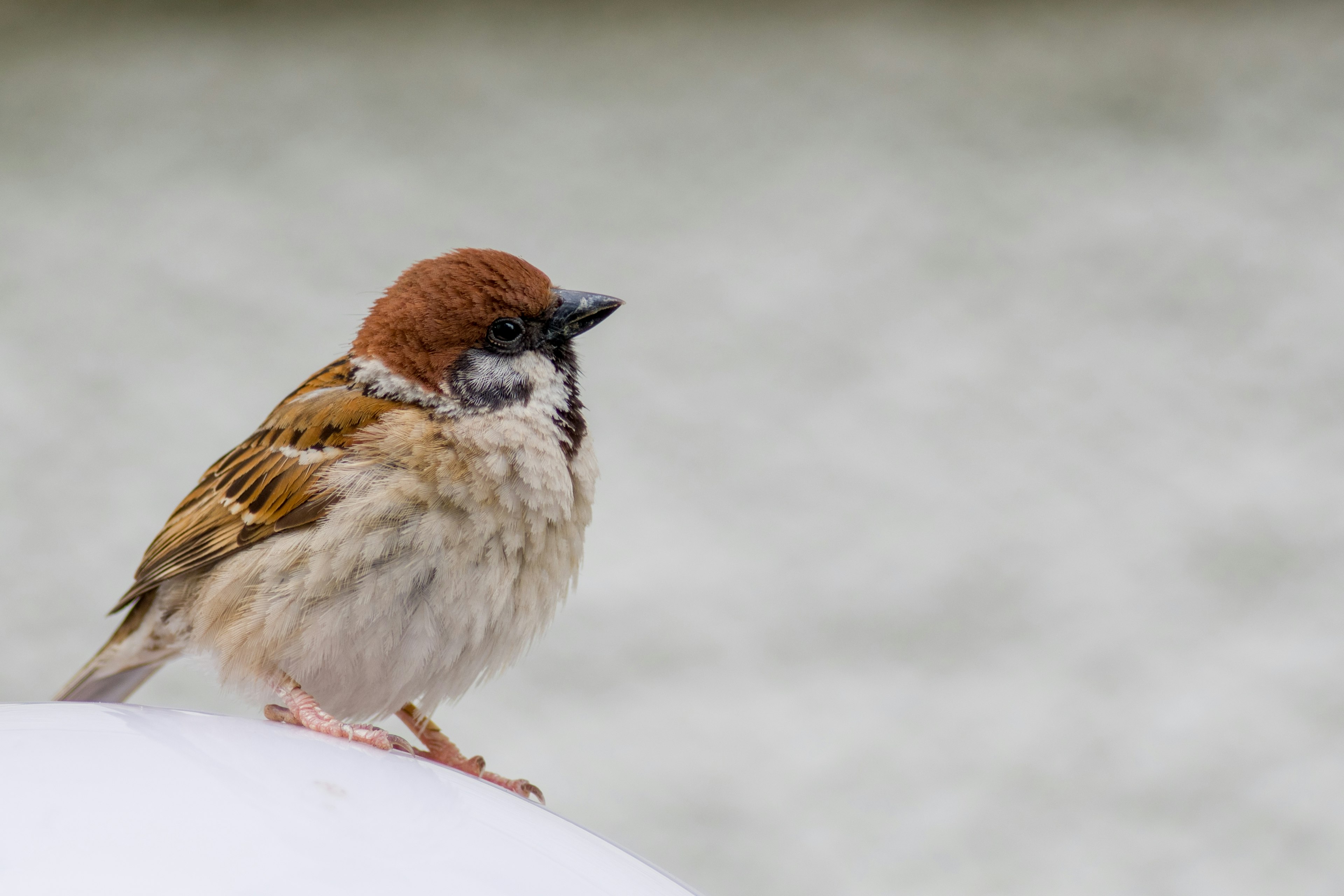 A sparrow with a brown head standing against a white background