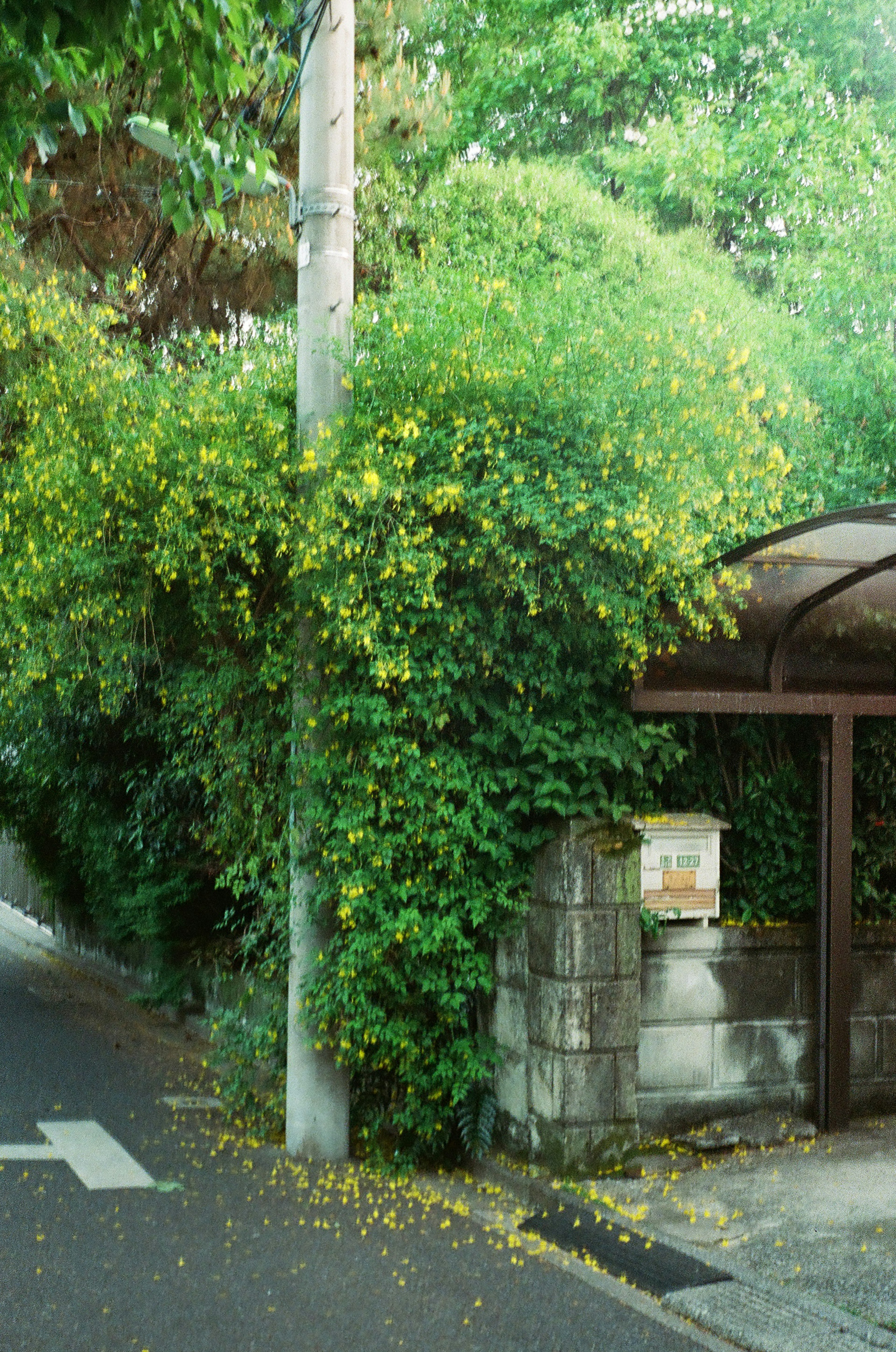 緑豊かな植物に覆われた郵便受けと街路