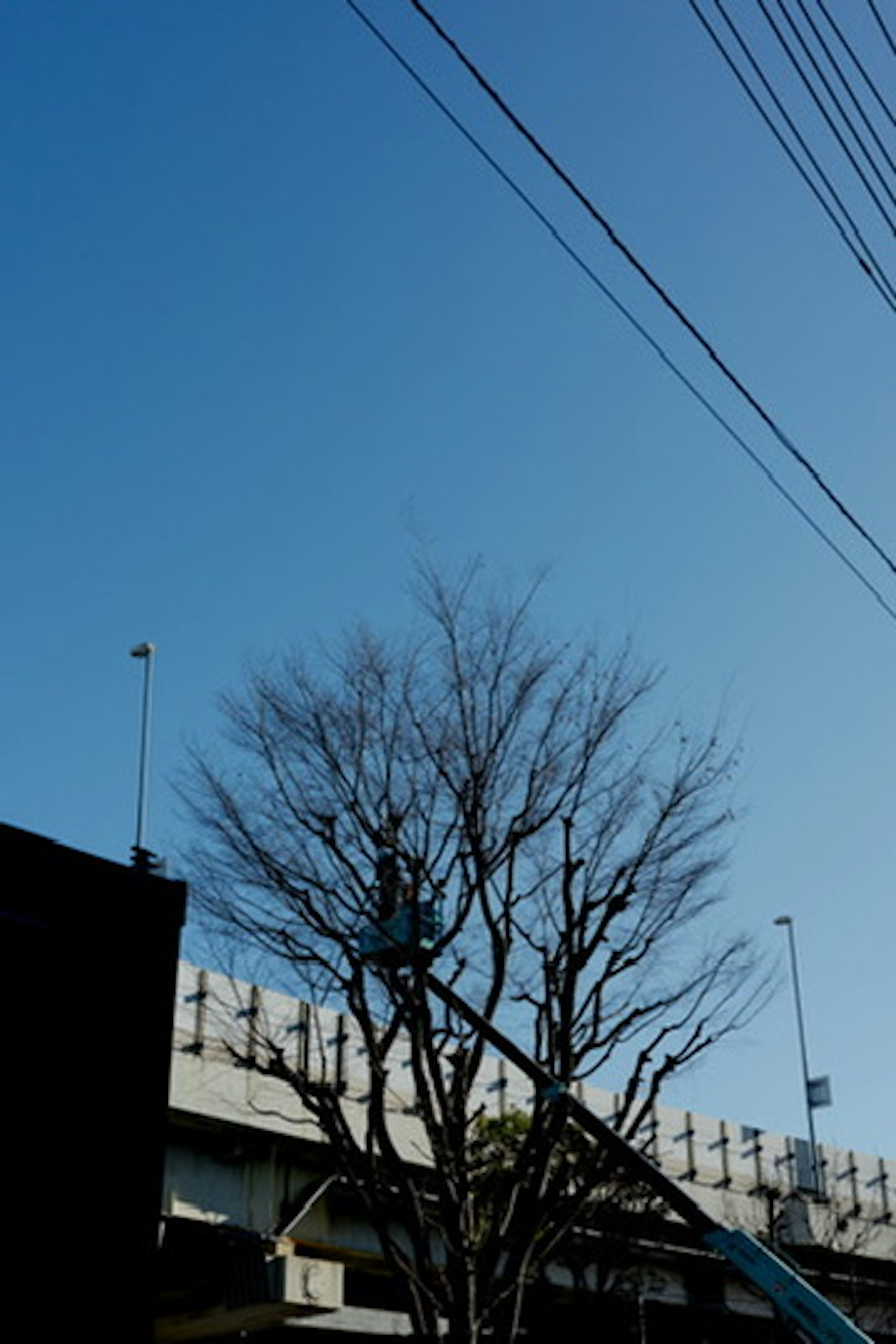 青空の下にある葉のない木と電線の写真