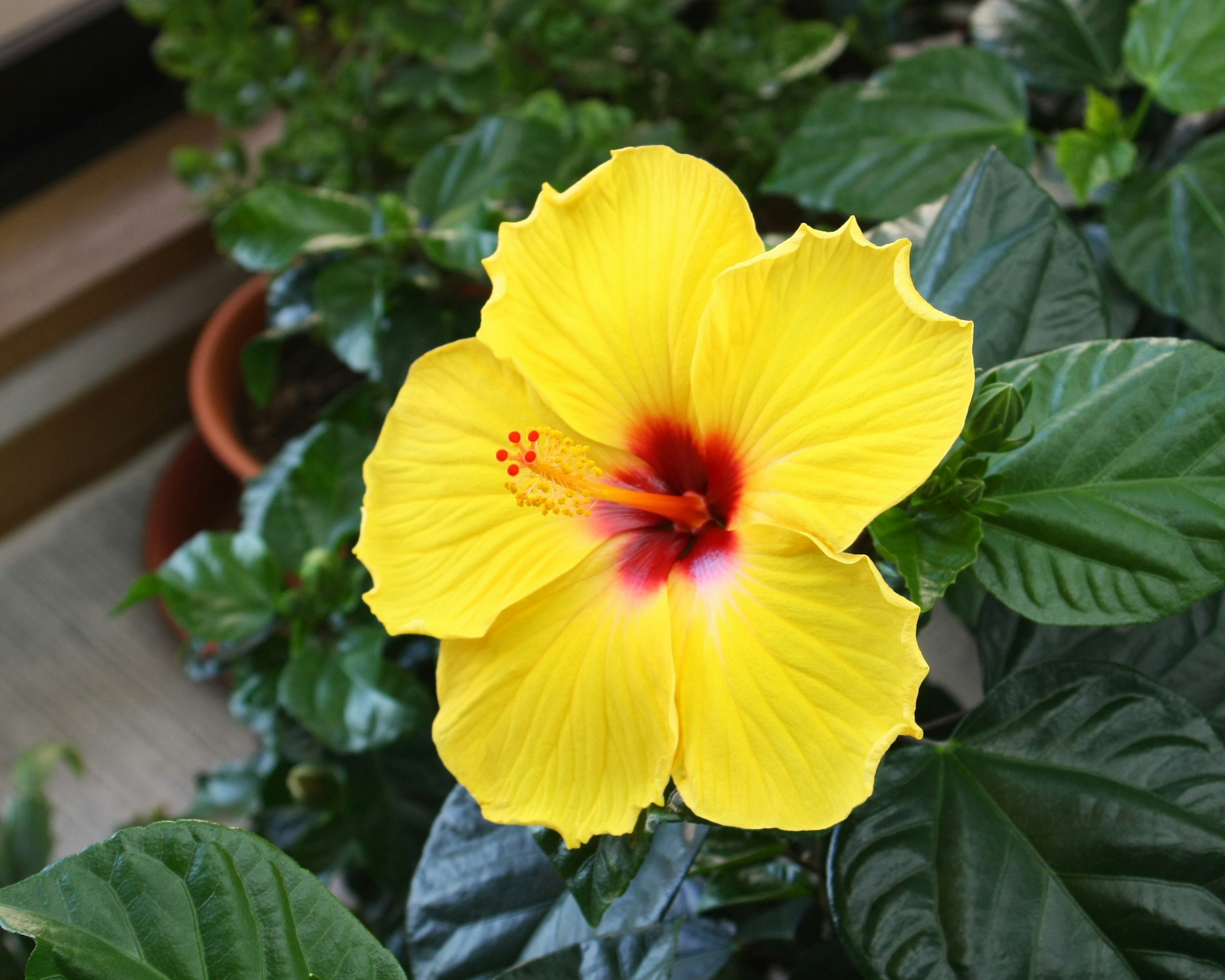 Bright yellow hibiscus flower blooming among green leaves