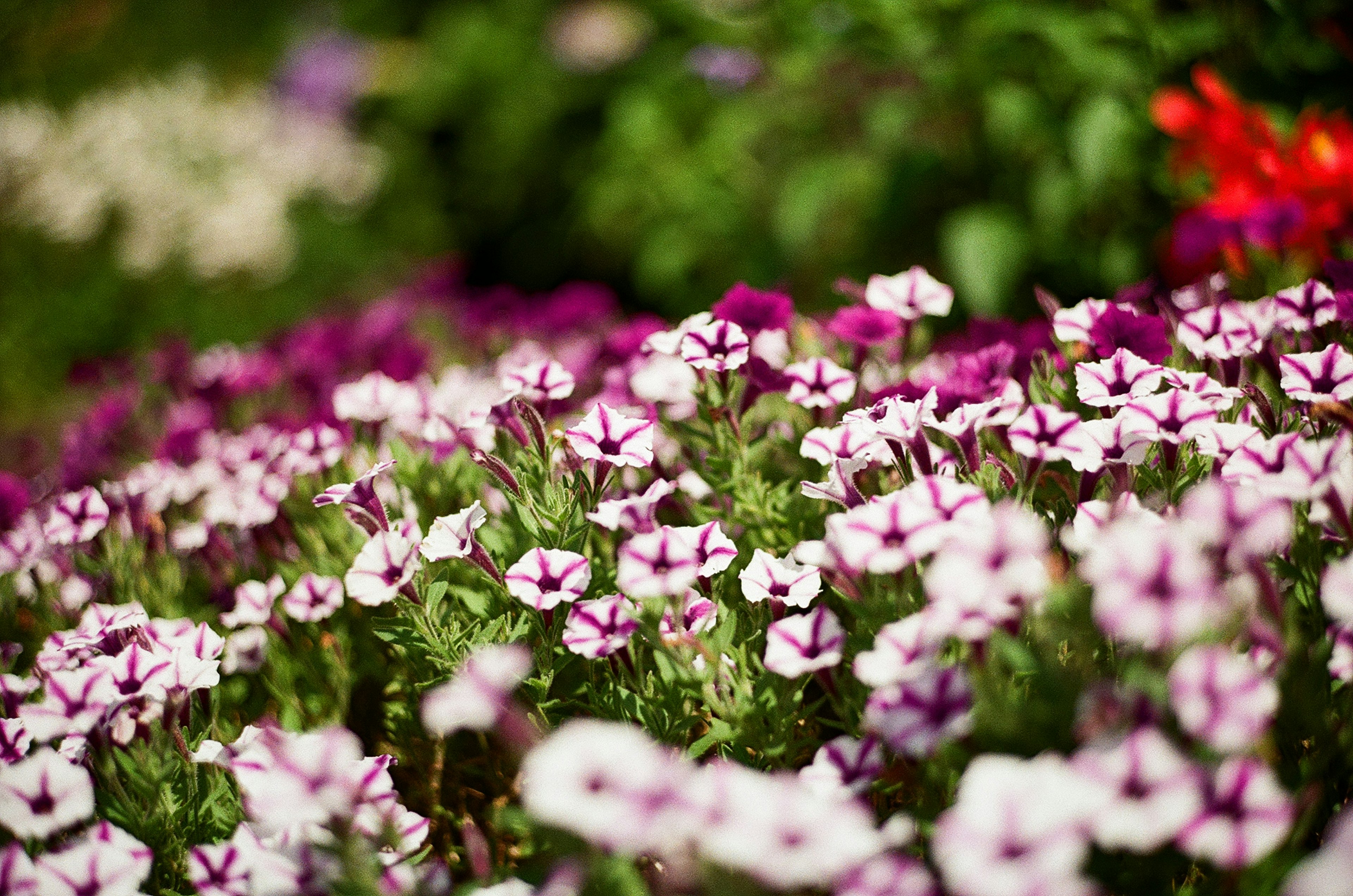 Lebendiger Blumengarten mit rosa und lila Blüten