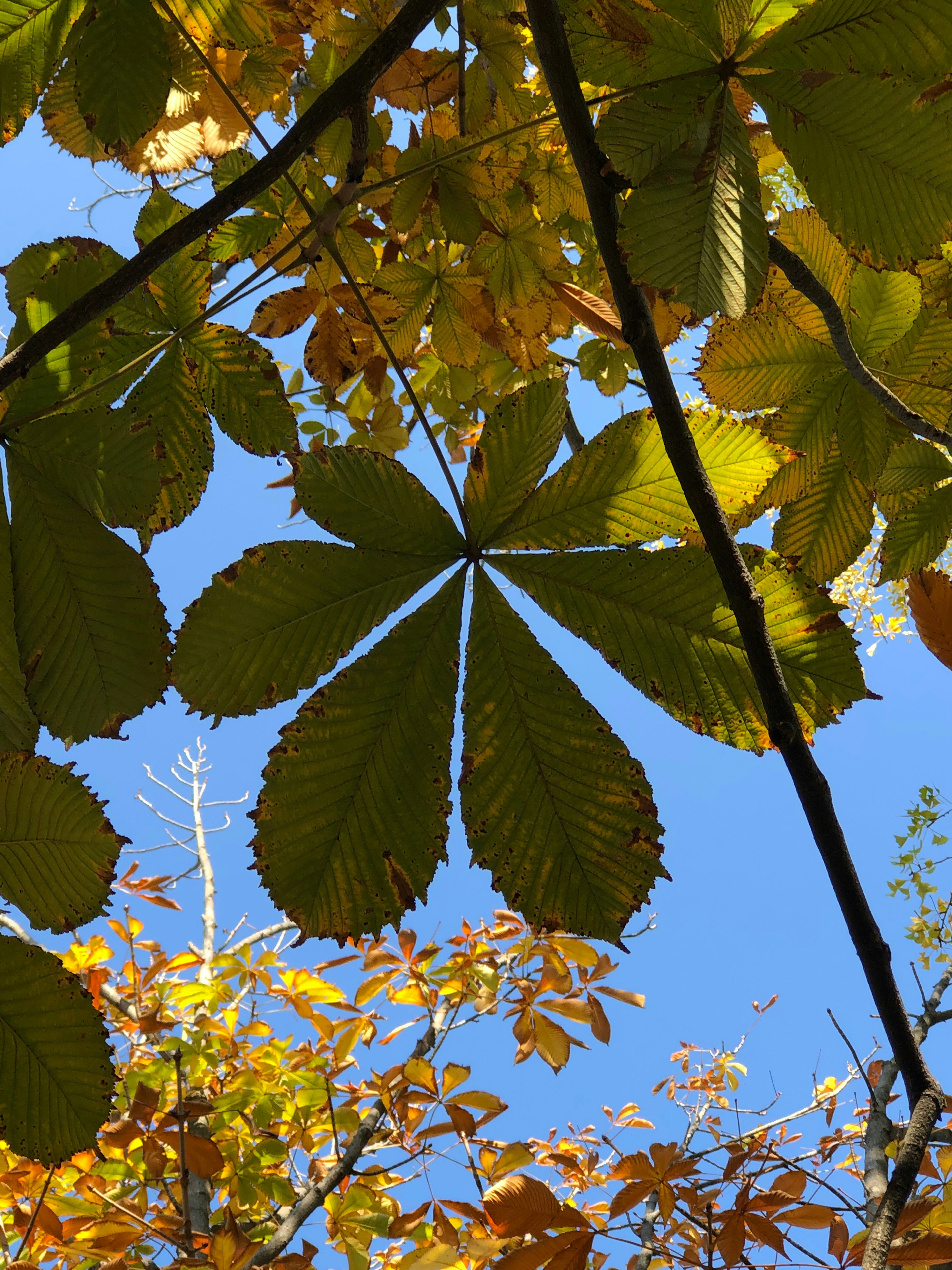 Close-up of chestnut leaves against a blue sky