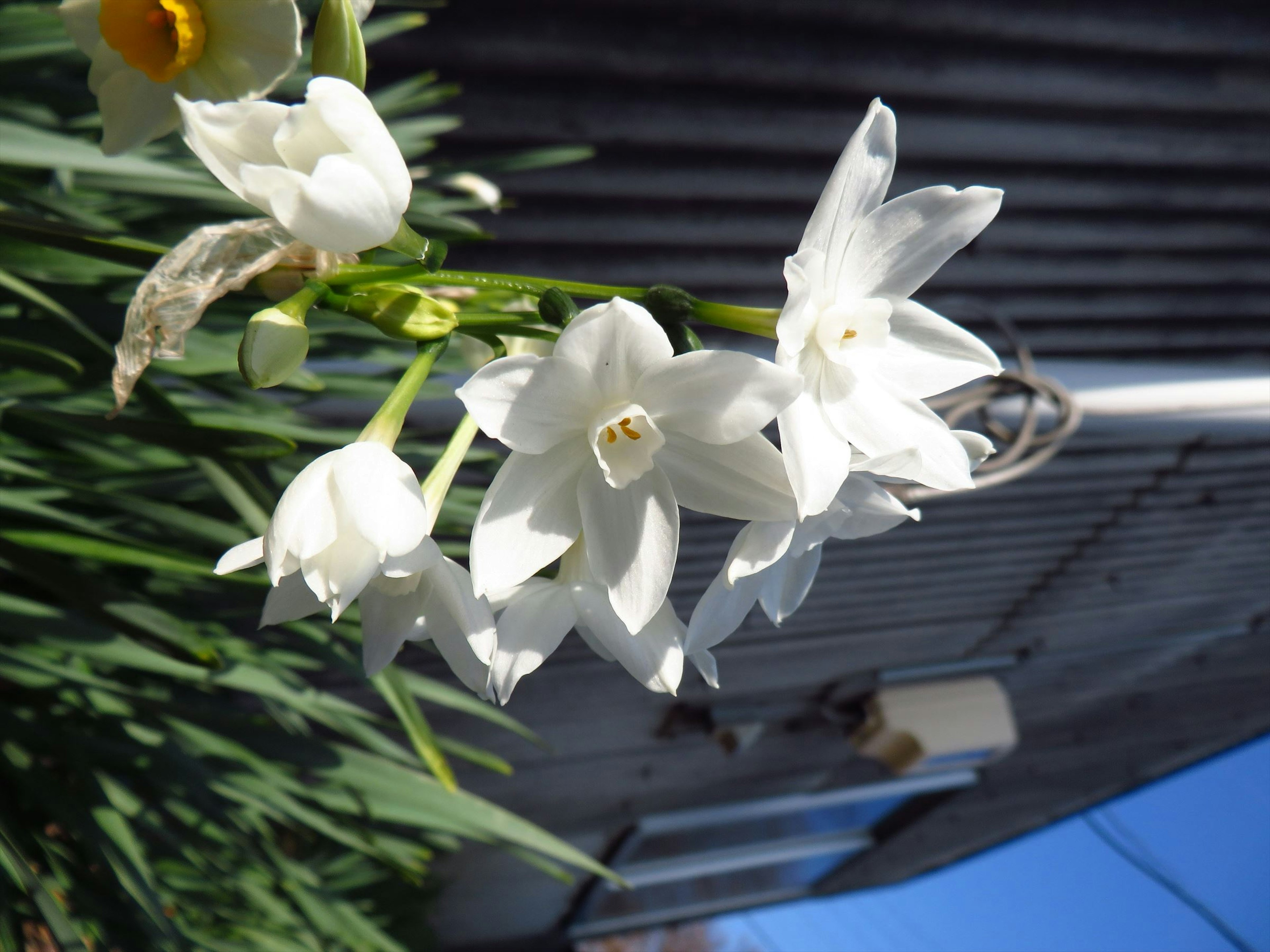 Gros plan de fleurs blanches sur une plante composition verticale