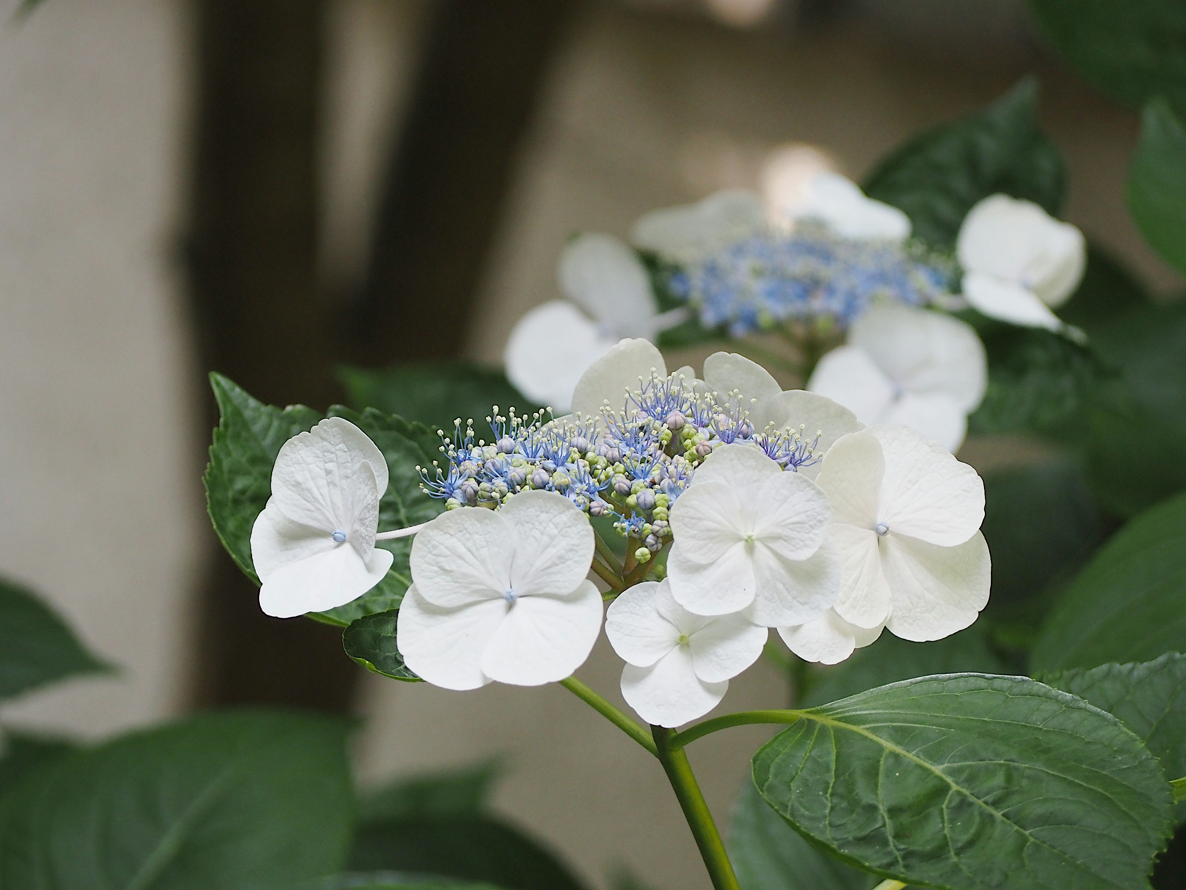 White hydrangea flowers with blue centers surrounded by green leaves