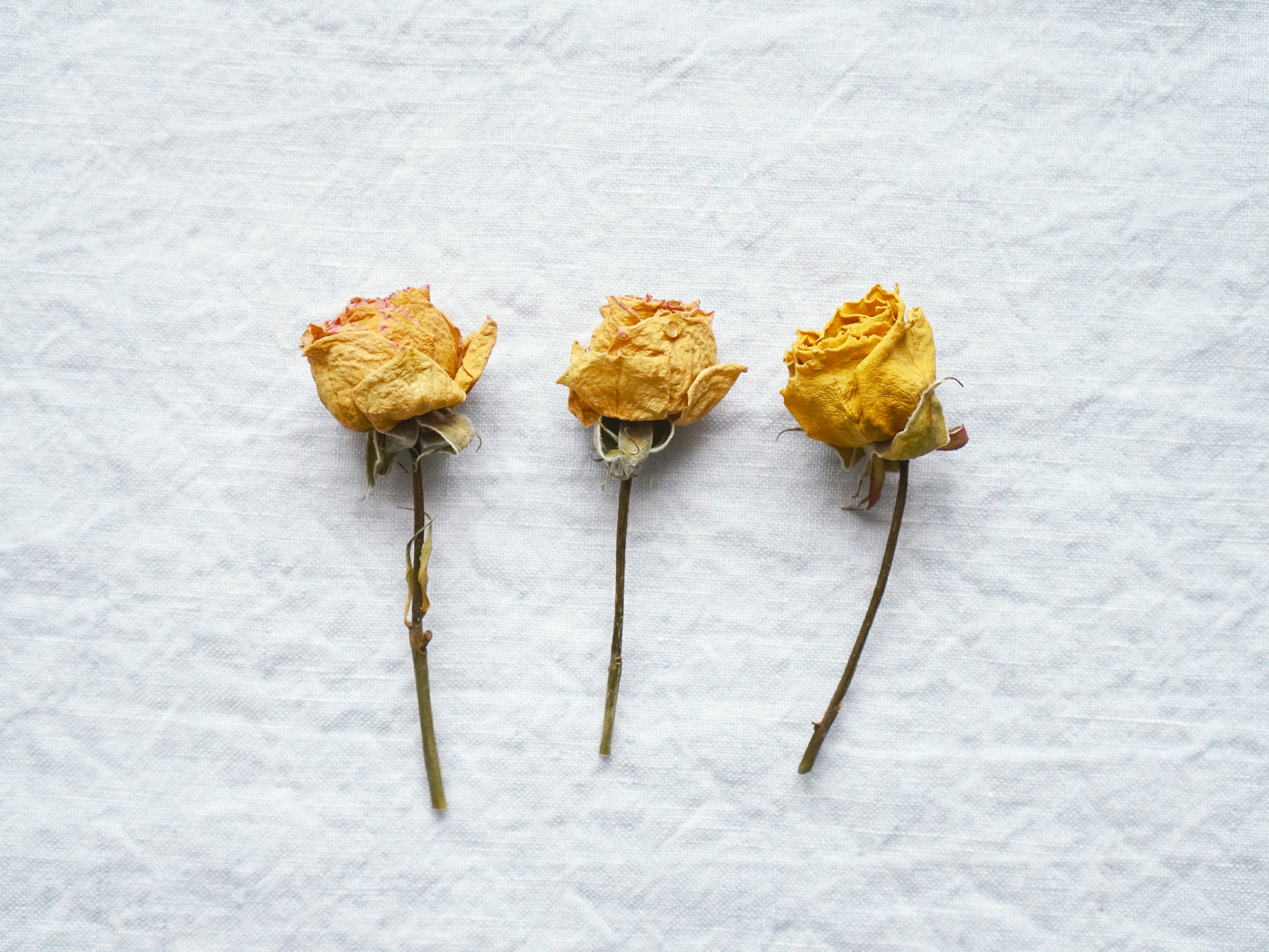 Trois roses jaunes séchées disposées en ligne