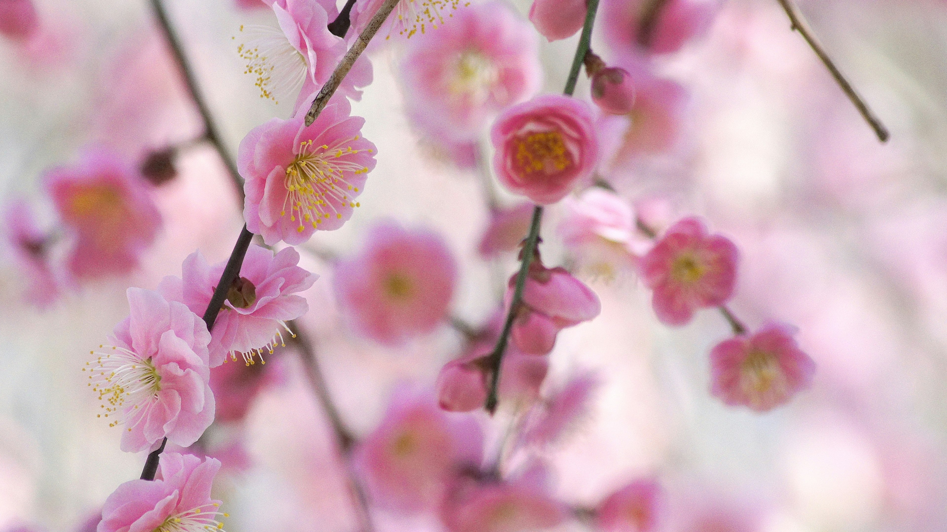 细腻的粉色梅花在树枝上