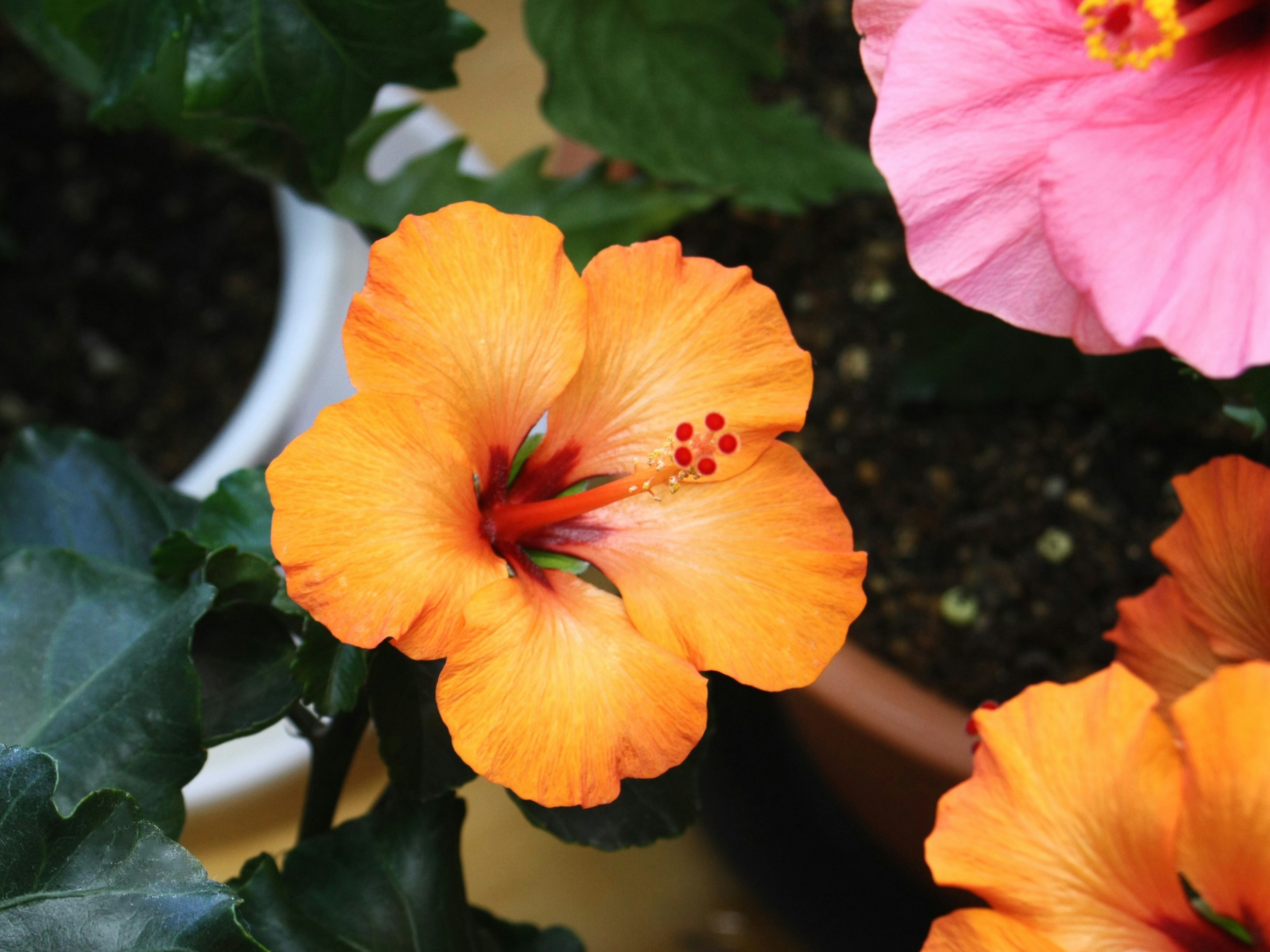 Orange hibiscus flower with green leaves