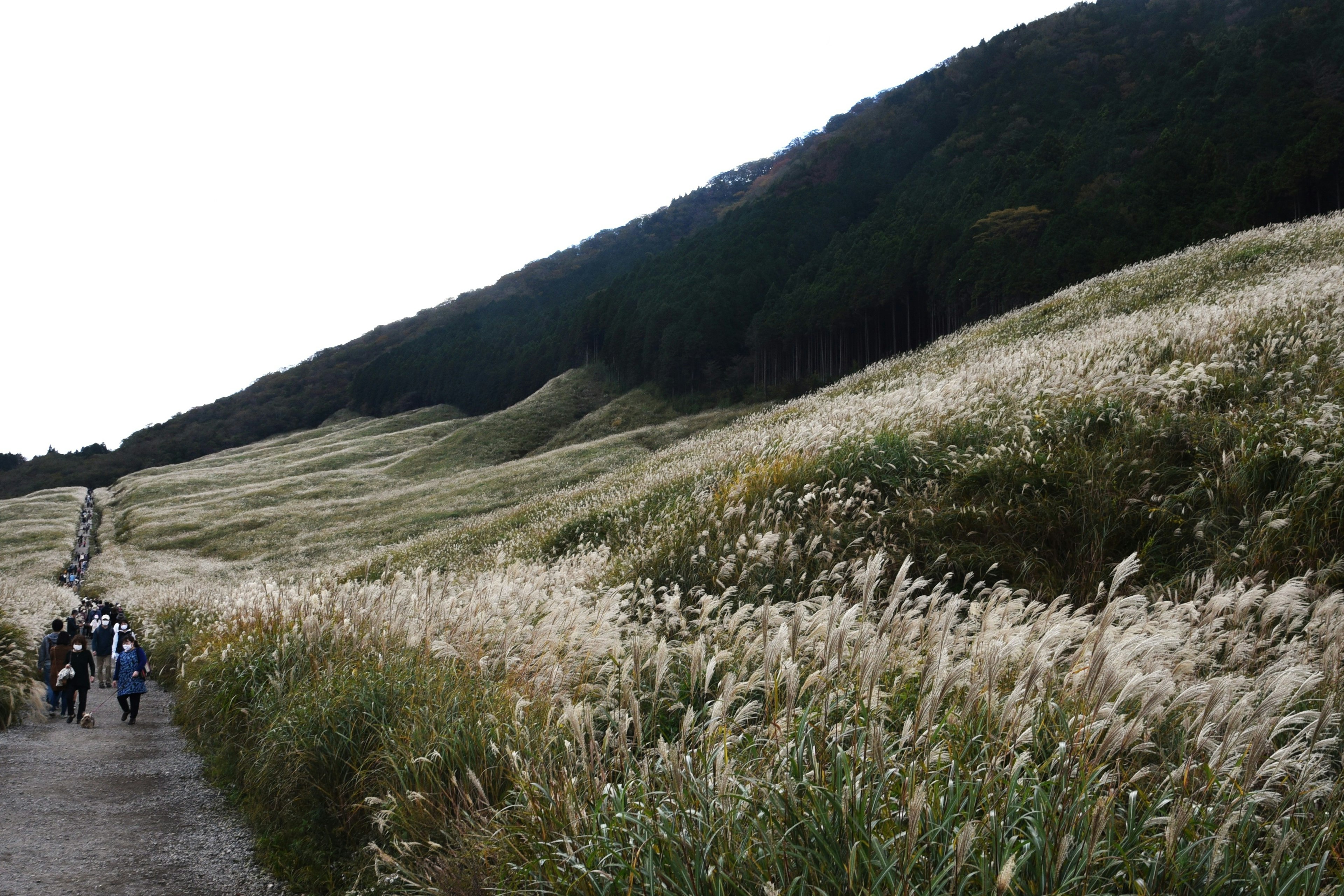 風に揺れる白い草原と緑の山々を背景にしたハイキングの風景