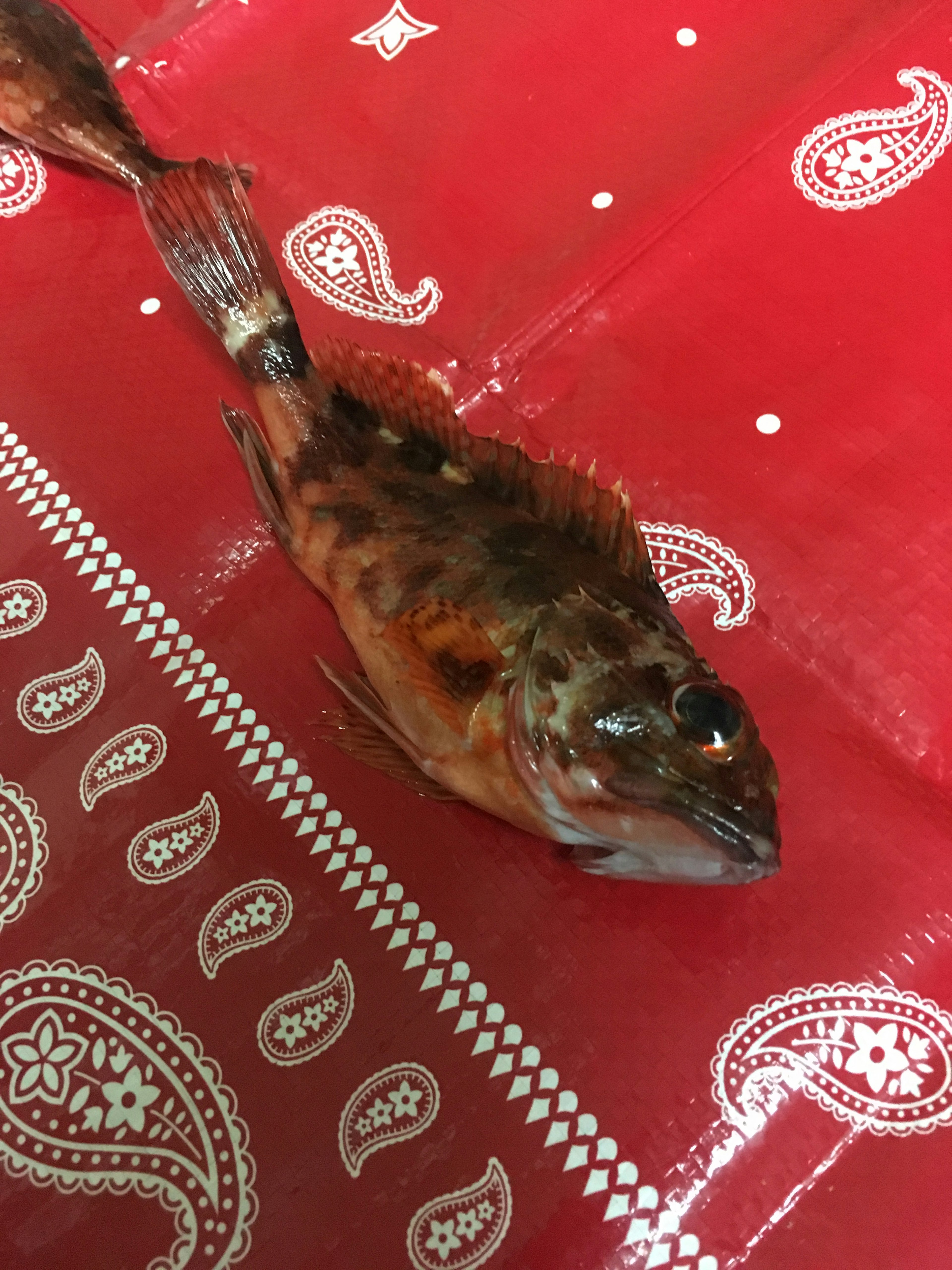 A fish placed on a red bandana-patterned tablecloth