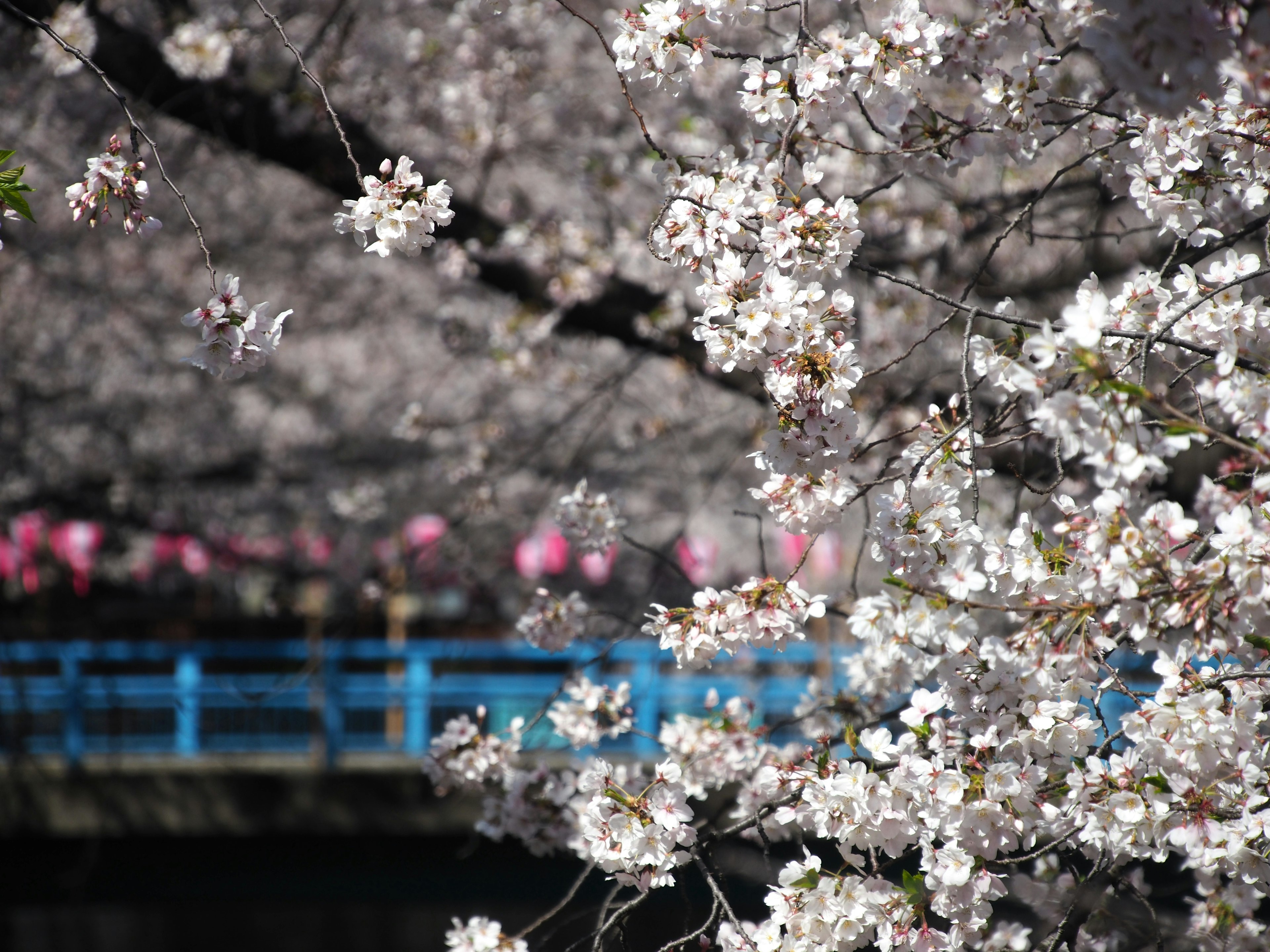 Bunga sakura mekar dengan jembatan biru di latar belakang