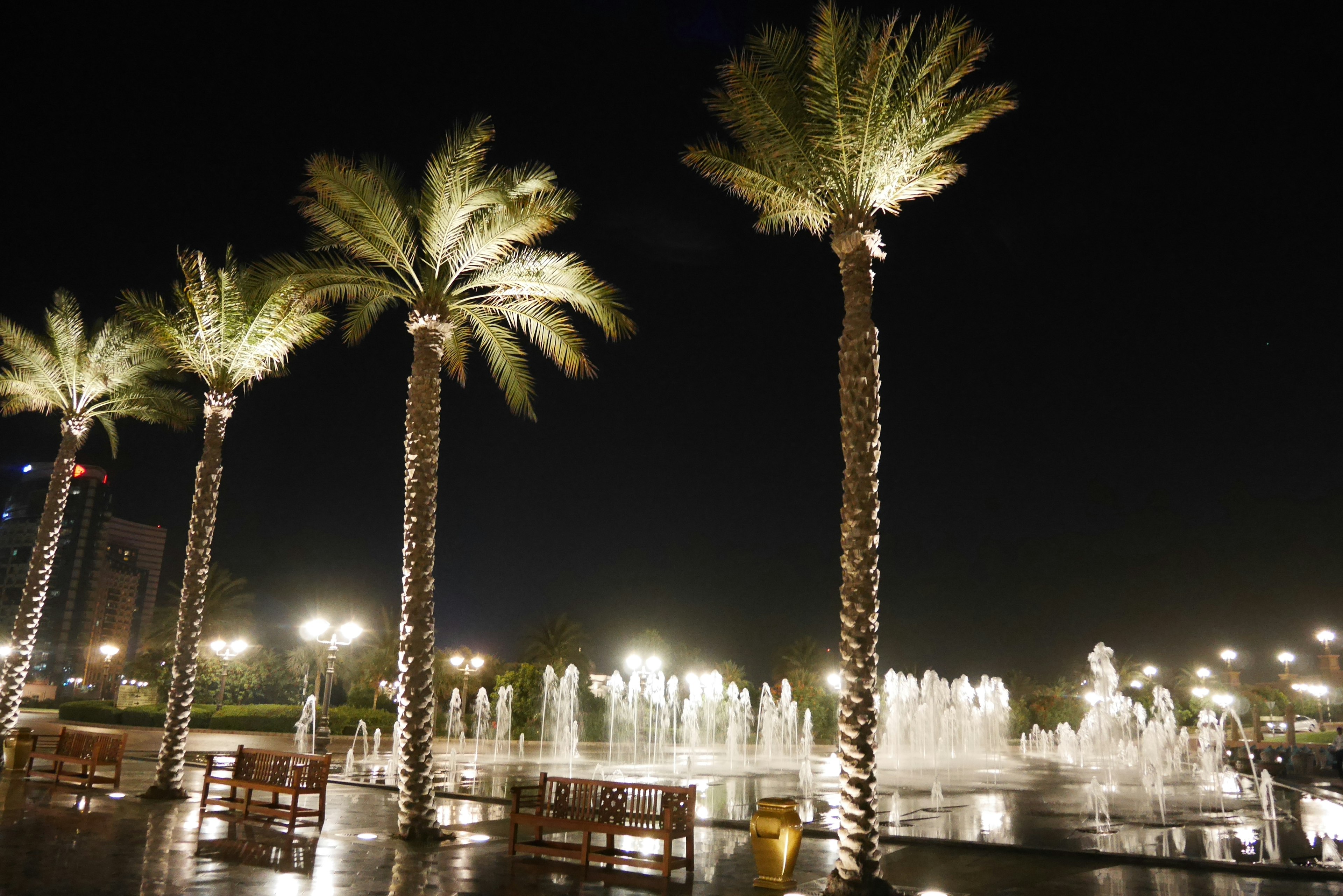 Palm trees illuminated by lights near a fountain at night