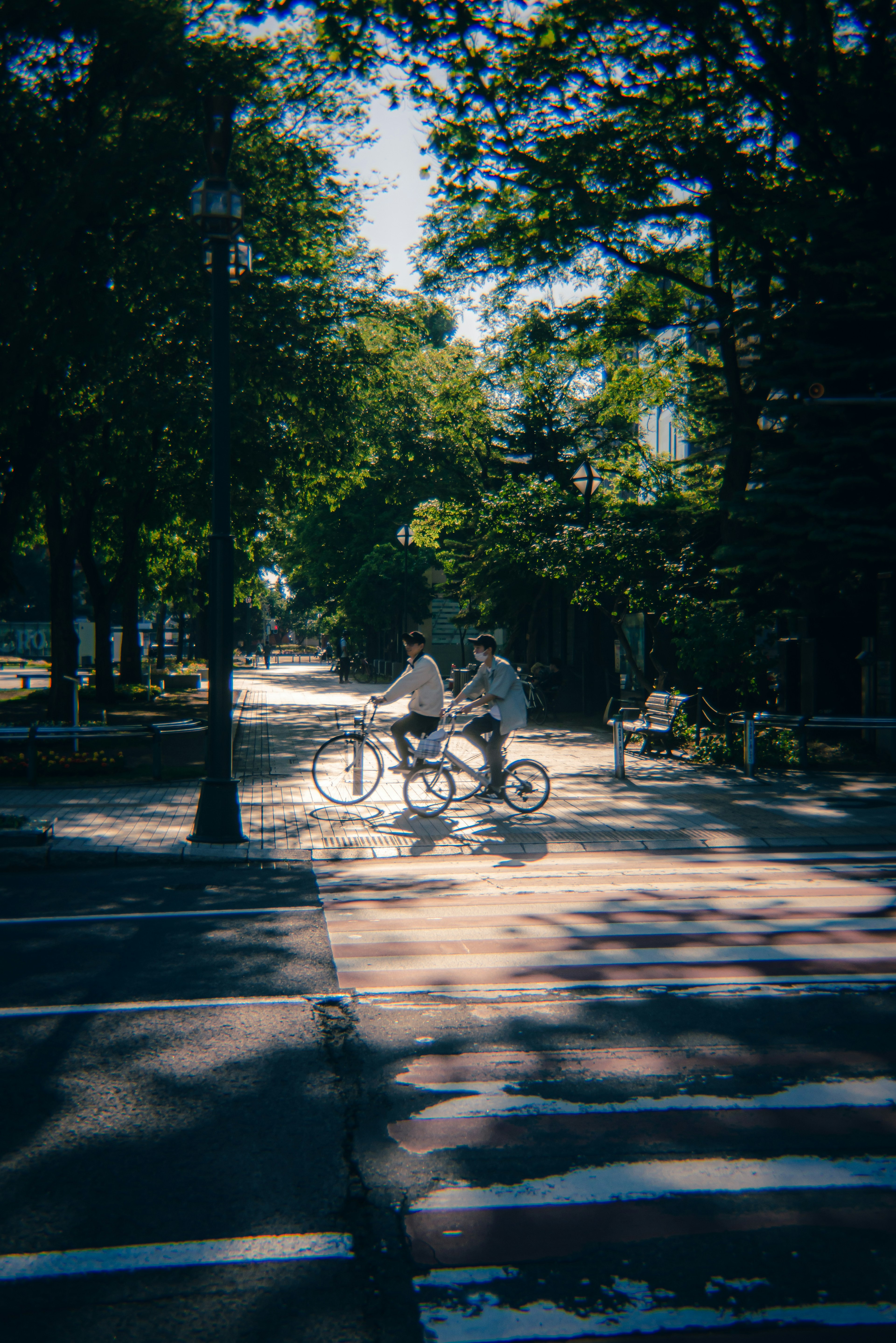 Two people riding bicycles crossing a sunlit street surrounded by trees