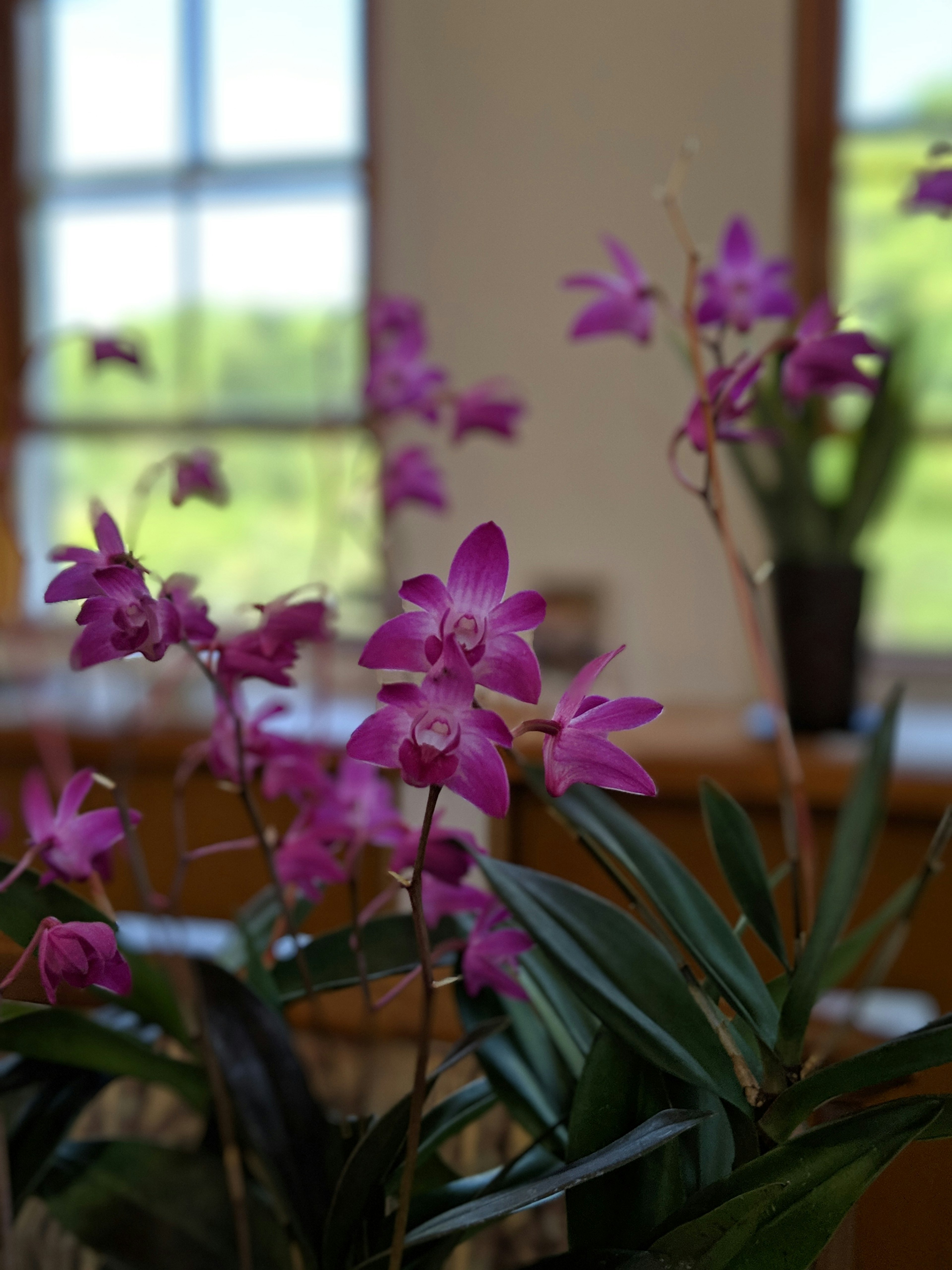 Hermosas orquídeas moradas floreciendo en un entorno interior